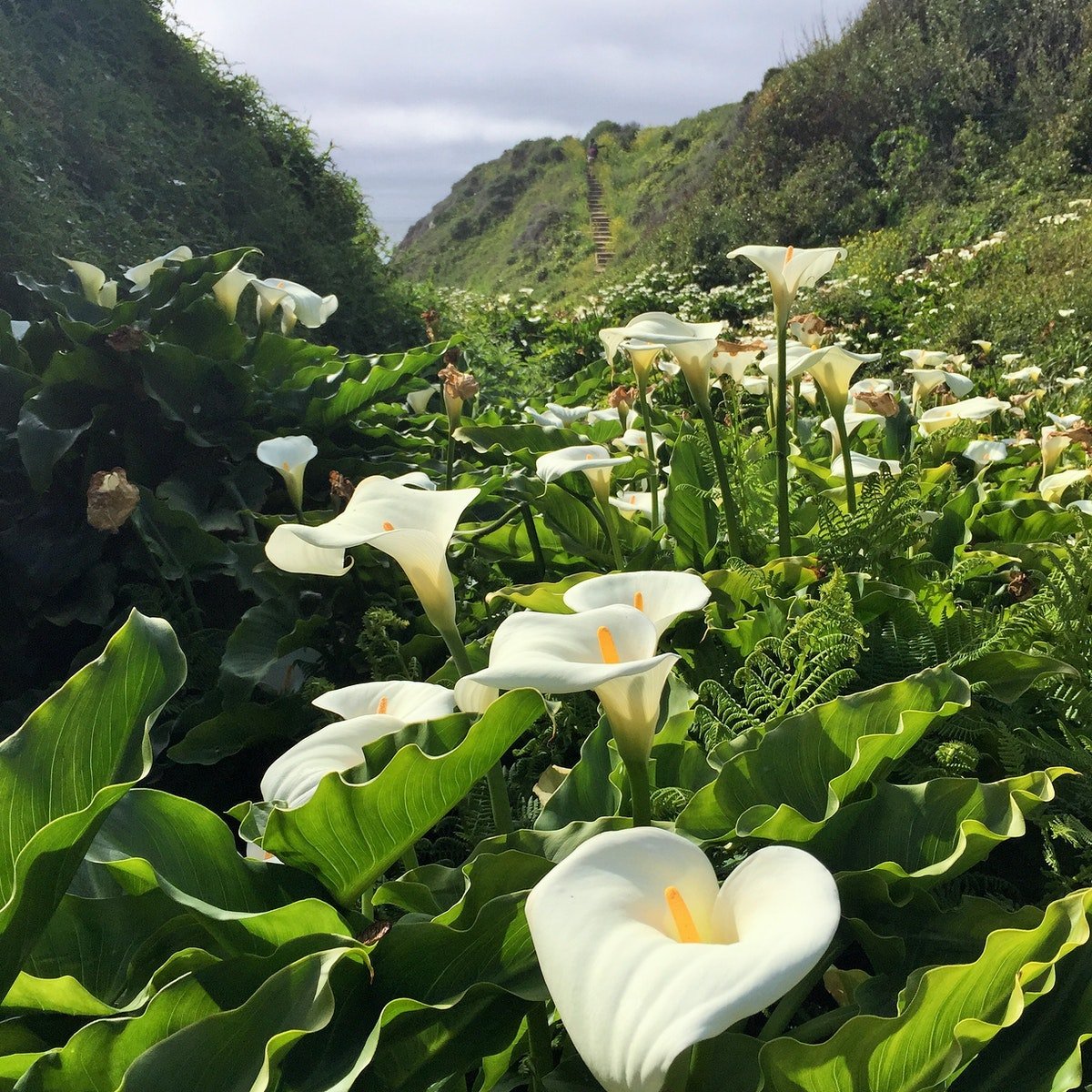 Цветы каллы в калифорнийской долине Calla Lily Valley