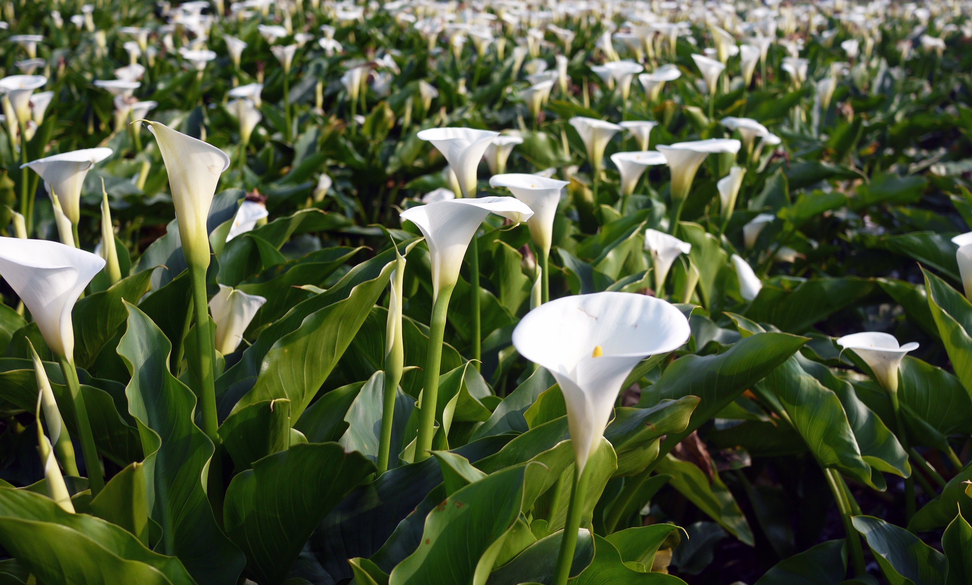 Цветы каллы в калифорнийской долине Calla Lily Valley