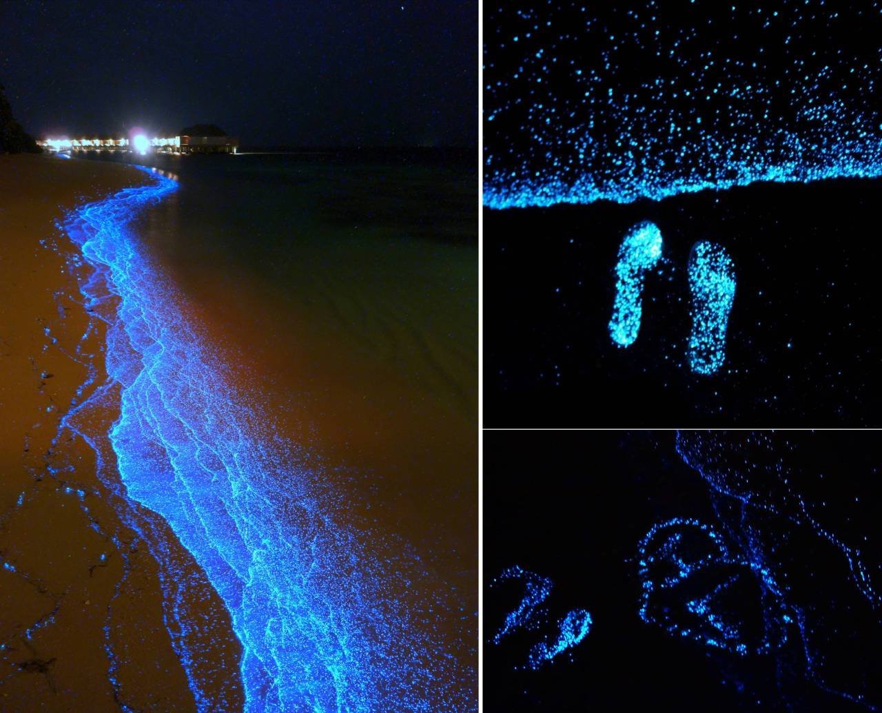 Г фитопланктон. Остров Ваадху Мальдивы. Атолл Ваадху Мальдивы. Остров Ваадху Мальдивы светящийся планктон. Пляж Ваадху Мальдивы.