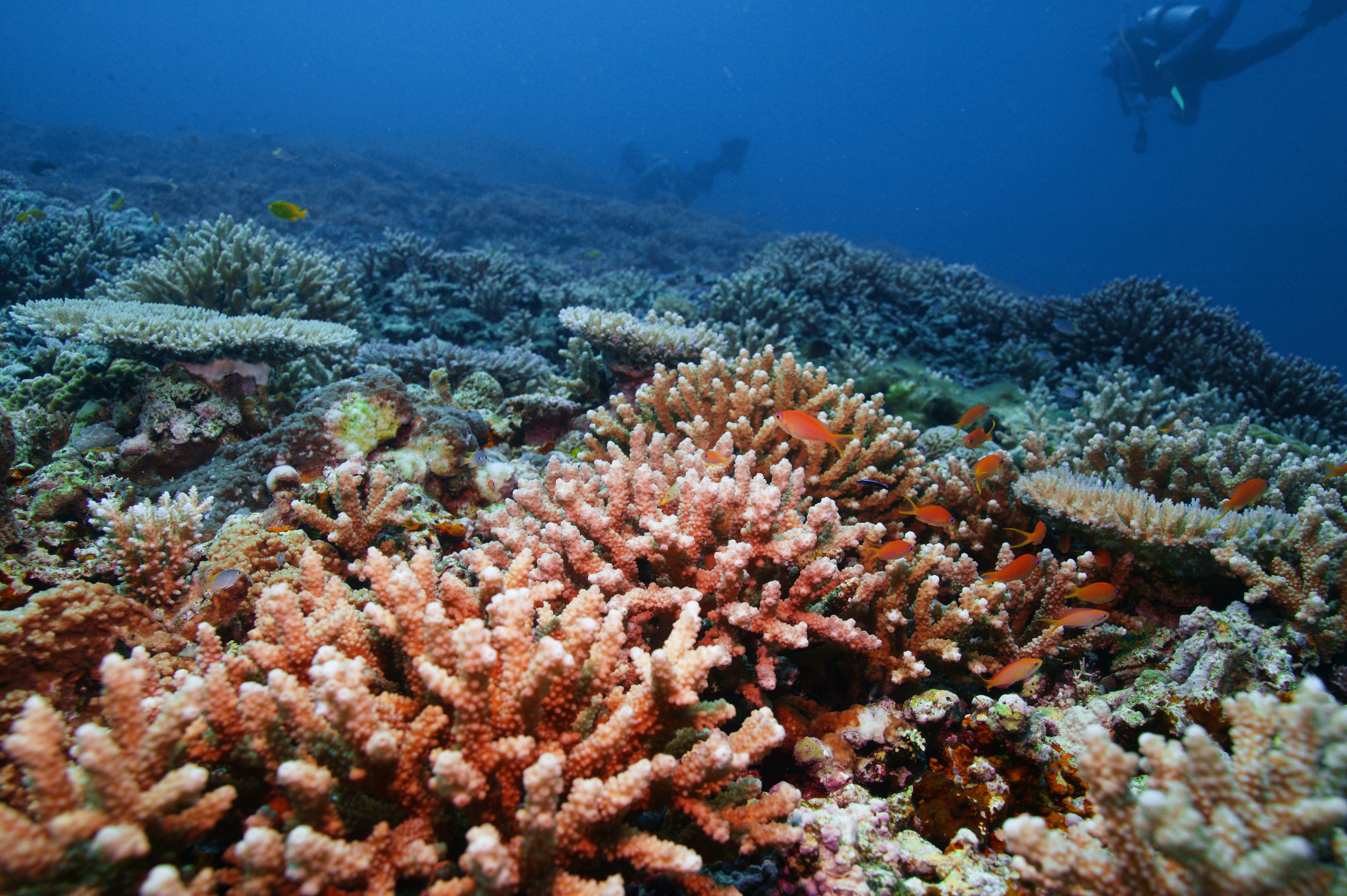 Коралловые рифы описание. Окинава коралловые острова. Окинава коралловые рифы. Коралловые рифы Мадагаскара. Коралл риф Мадагаскар.