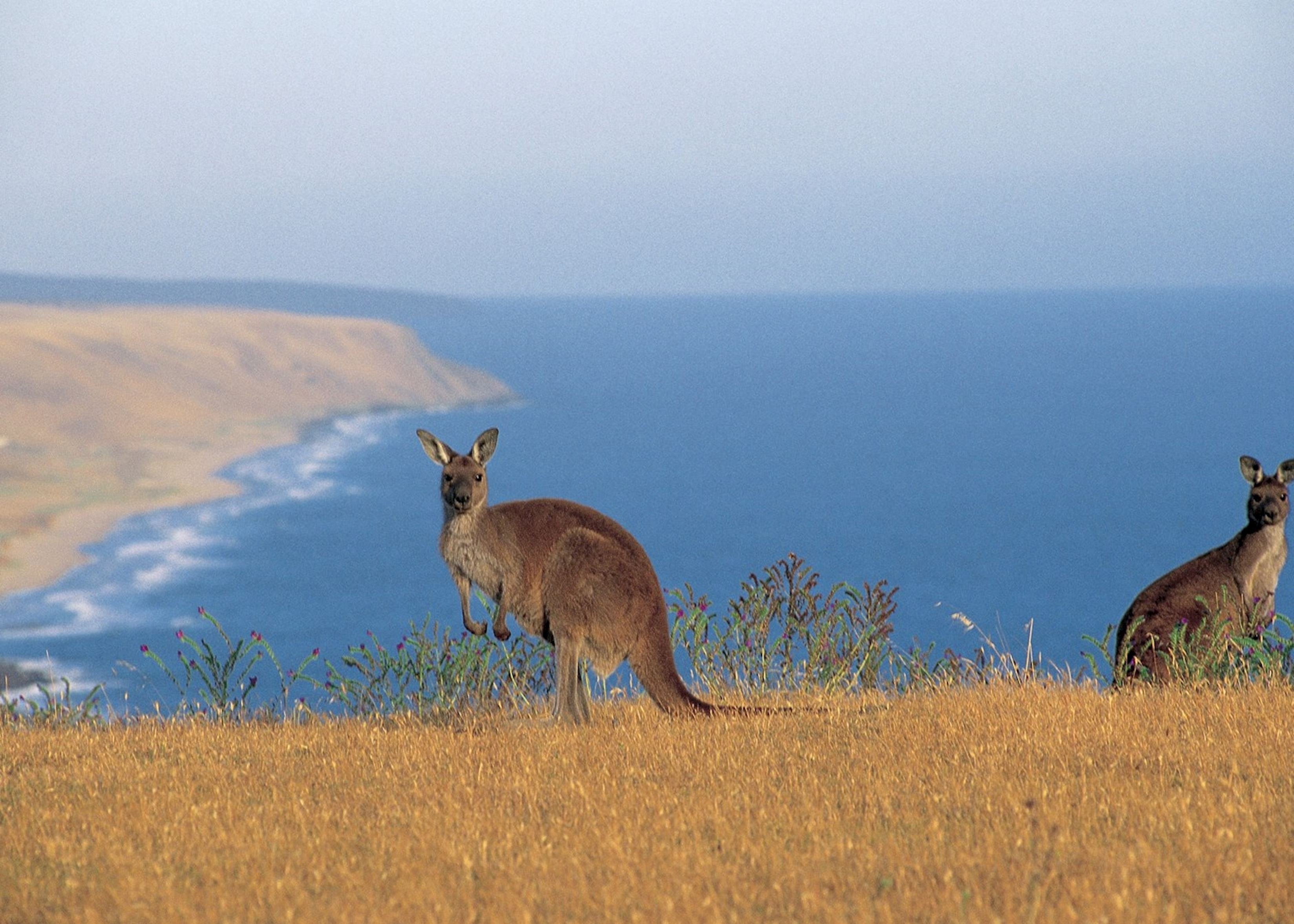 Австралия объекты живой. Остров кенгуру в Австралии. Остров кенгуру (Kangaroo Island). Австралия заповедник кенгуру. Южная Австралия кенгуру.
