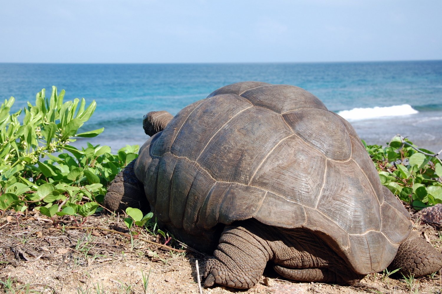 Turtle отзывы. Остров Альдабра Сейшелы черепахи. Черепаха Альдабра. Гигантская черепаха Альдабра. Черепаха Альдабра на Сейшелах.