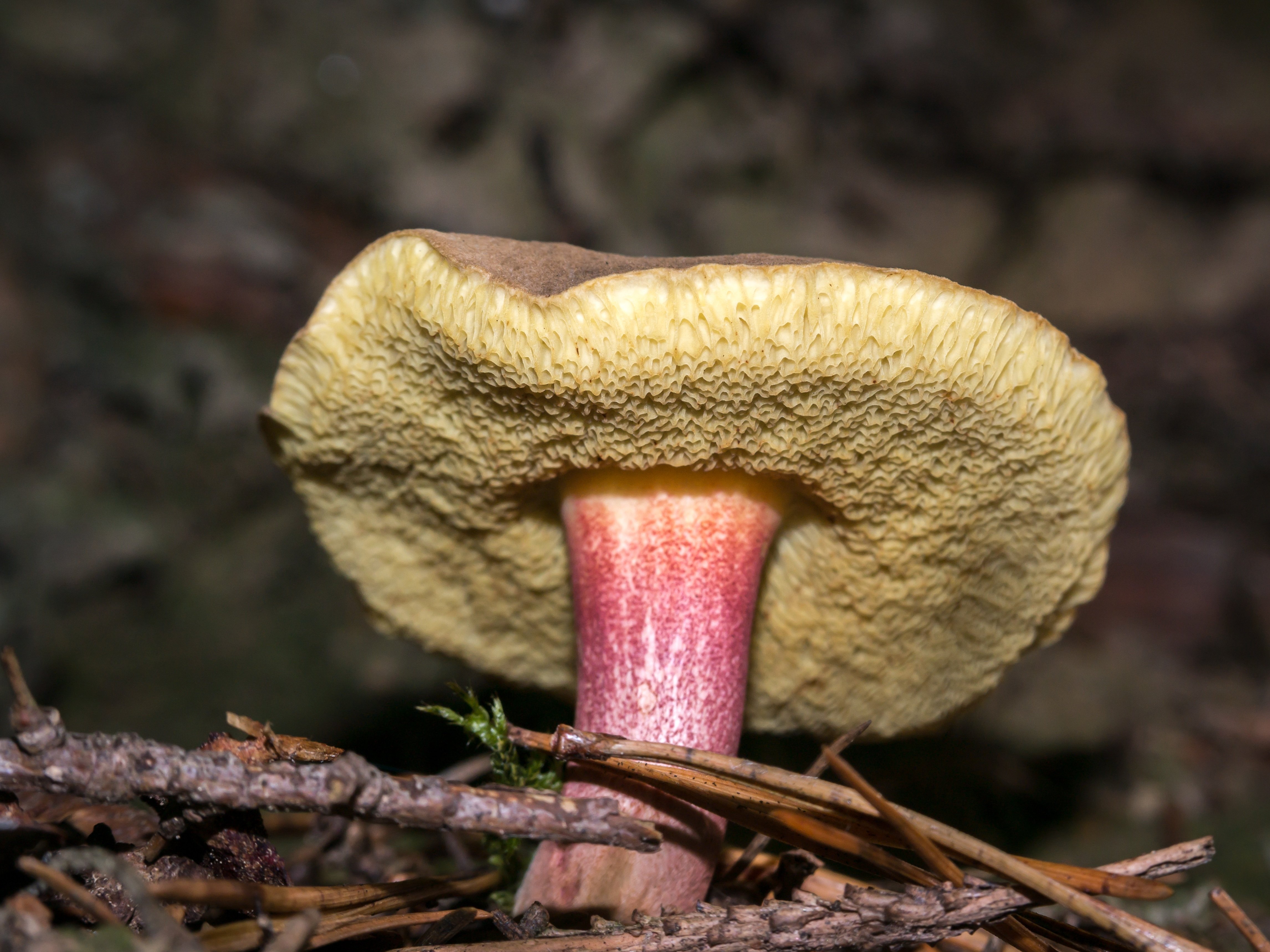 Какие съедобные грибы относятся к трубчатым грибам. Моховик полоножковый. Масленок гименофор. Гименофор подберезовика. Гриб моховик розовый.