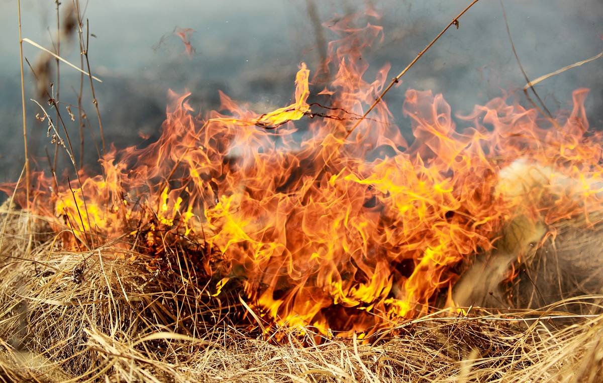 Повышенная пожароопасность. Пожар травы. Пожар в лесу трава. Сухая трава огонь. Горение сухой травы.