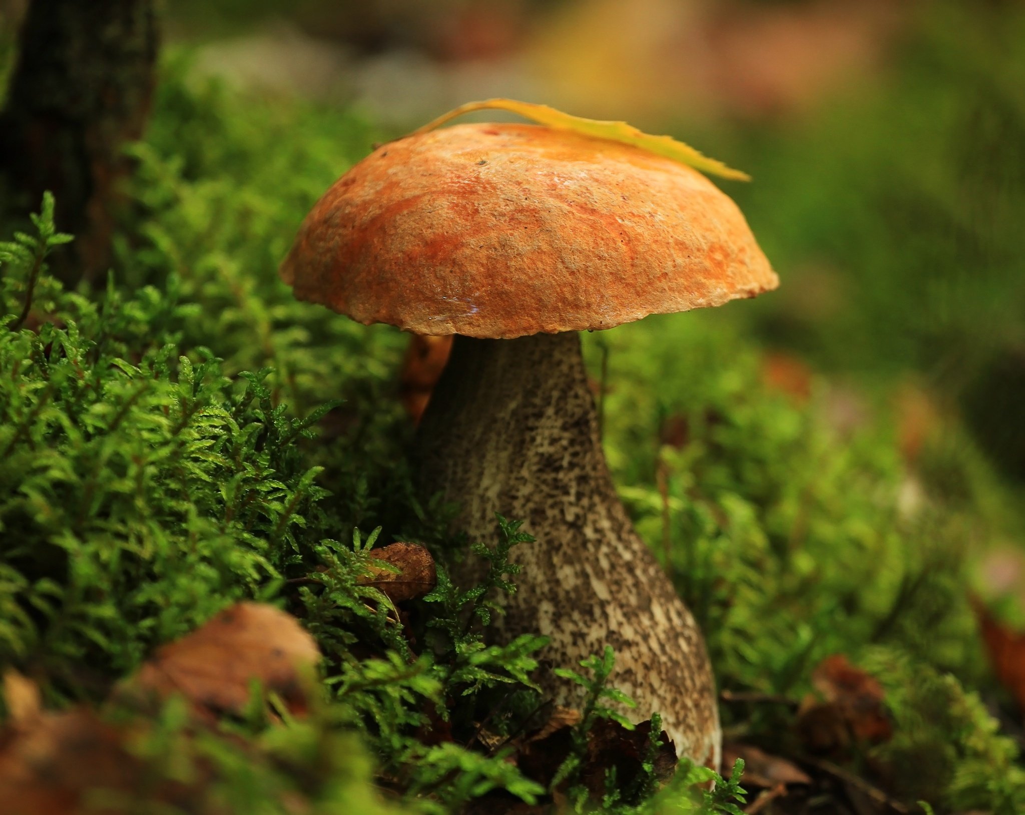 Рена грибов. Подосиновик осенний. Осень грибы. Грибы в осеннем лесу. Красивые грибы в лесу.