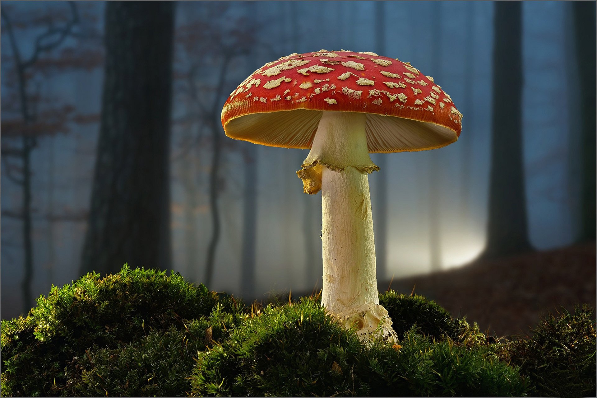 фото про грибов