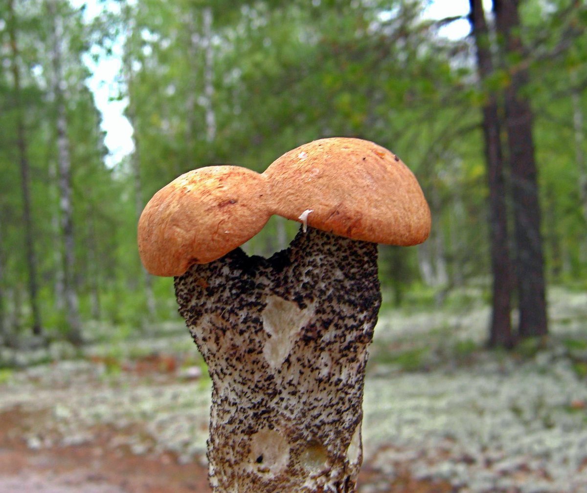 Грибы для людей и природы. Шишкогриб хлопьеножковый Strobilomyces floccopus. Смешные грибы. Грибы в лесу. Большие грибы.