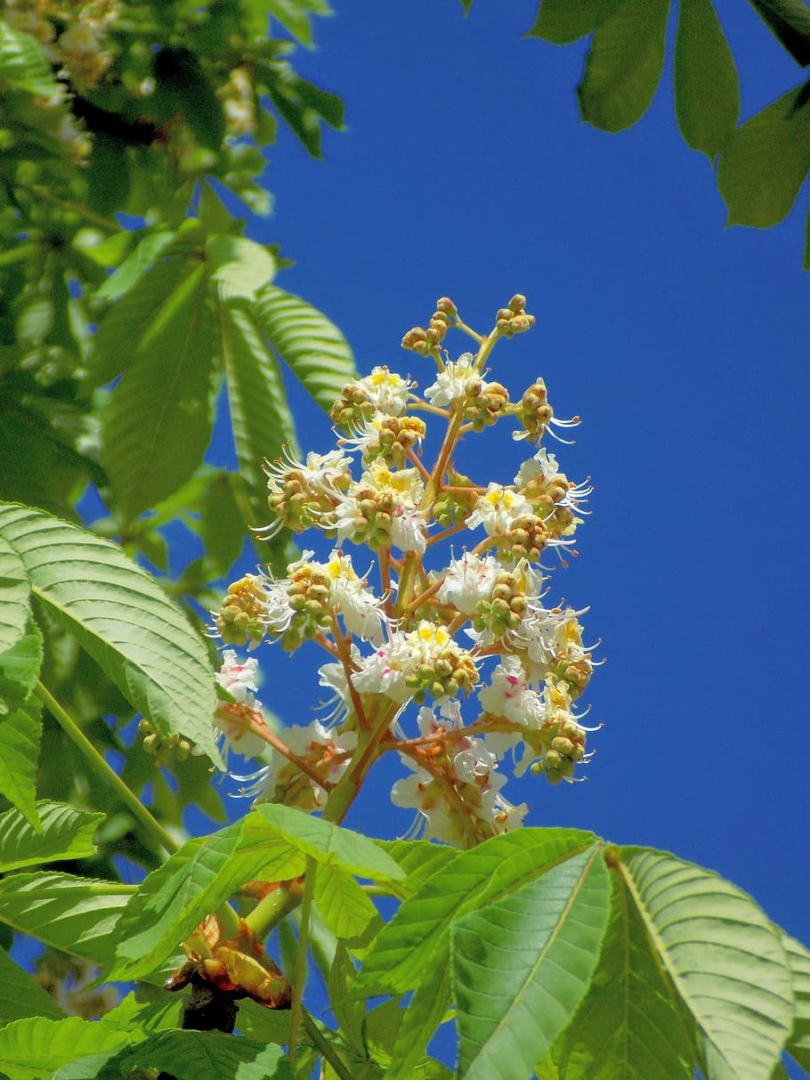 Каштан конский pyramidalis