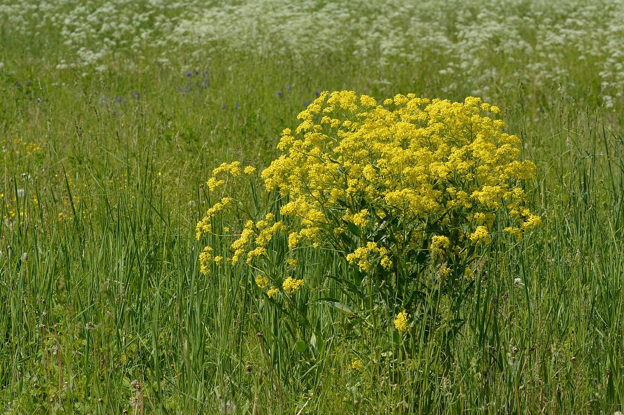 Дикарка трава съедобная фото научное название
