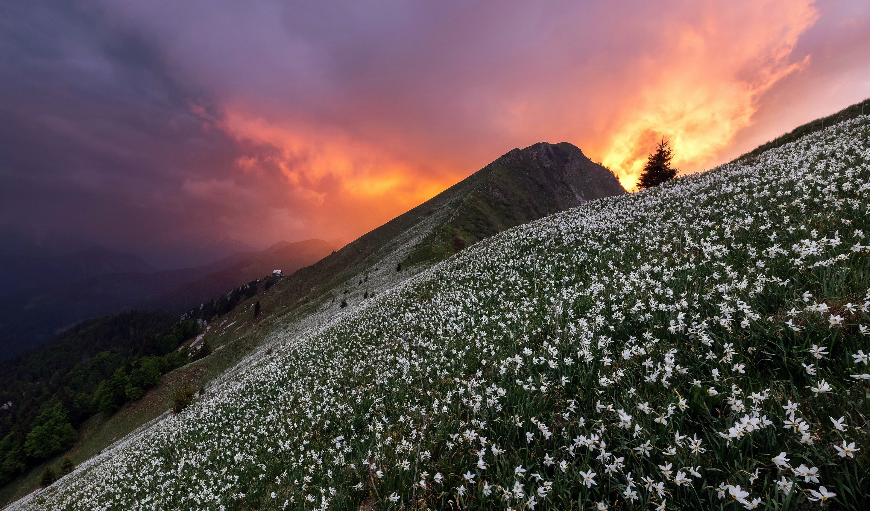 Облако разрастаясь вверх промчалось по склону горы. Альпийские Луга Кавказа. Цветы в горах. Цветы на склоне. Горы весной.