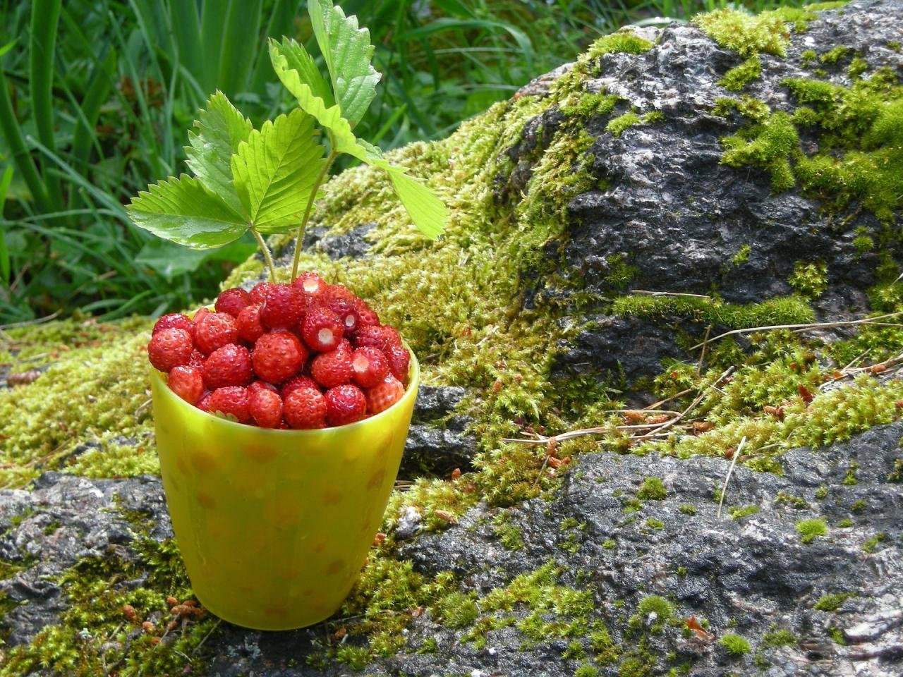 Ползуниха ягода