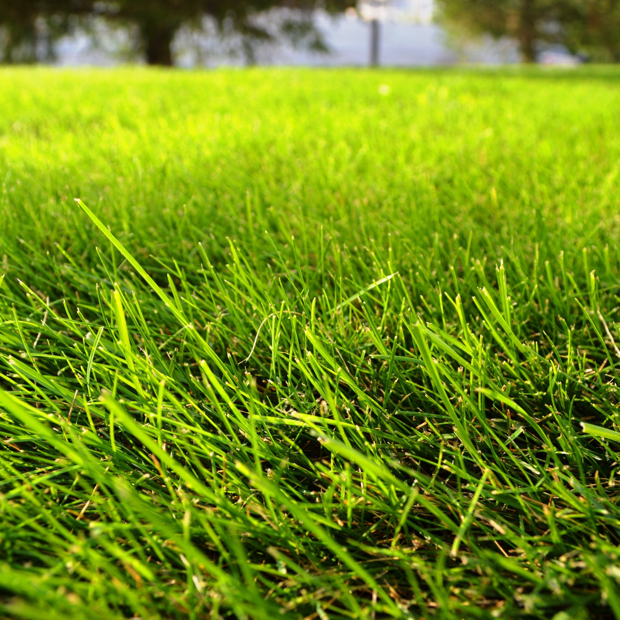 Газон. Зеленая трава. Зеленый газон. Естественный газон.