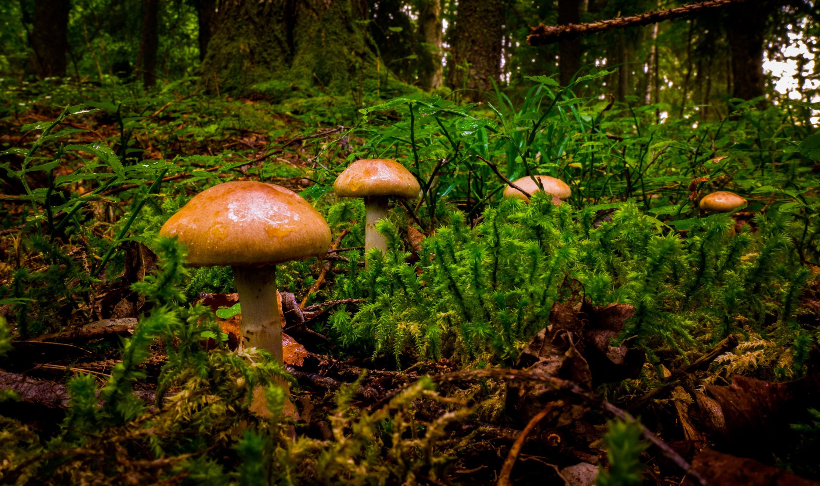 Мир природы грибы. Грибы в лесу. Полянка с грибами. Лесная Поляна с грибами. Грибы на Поляне.