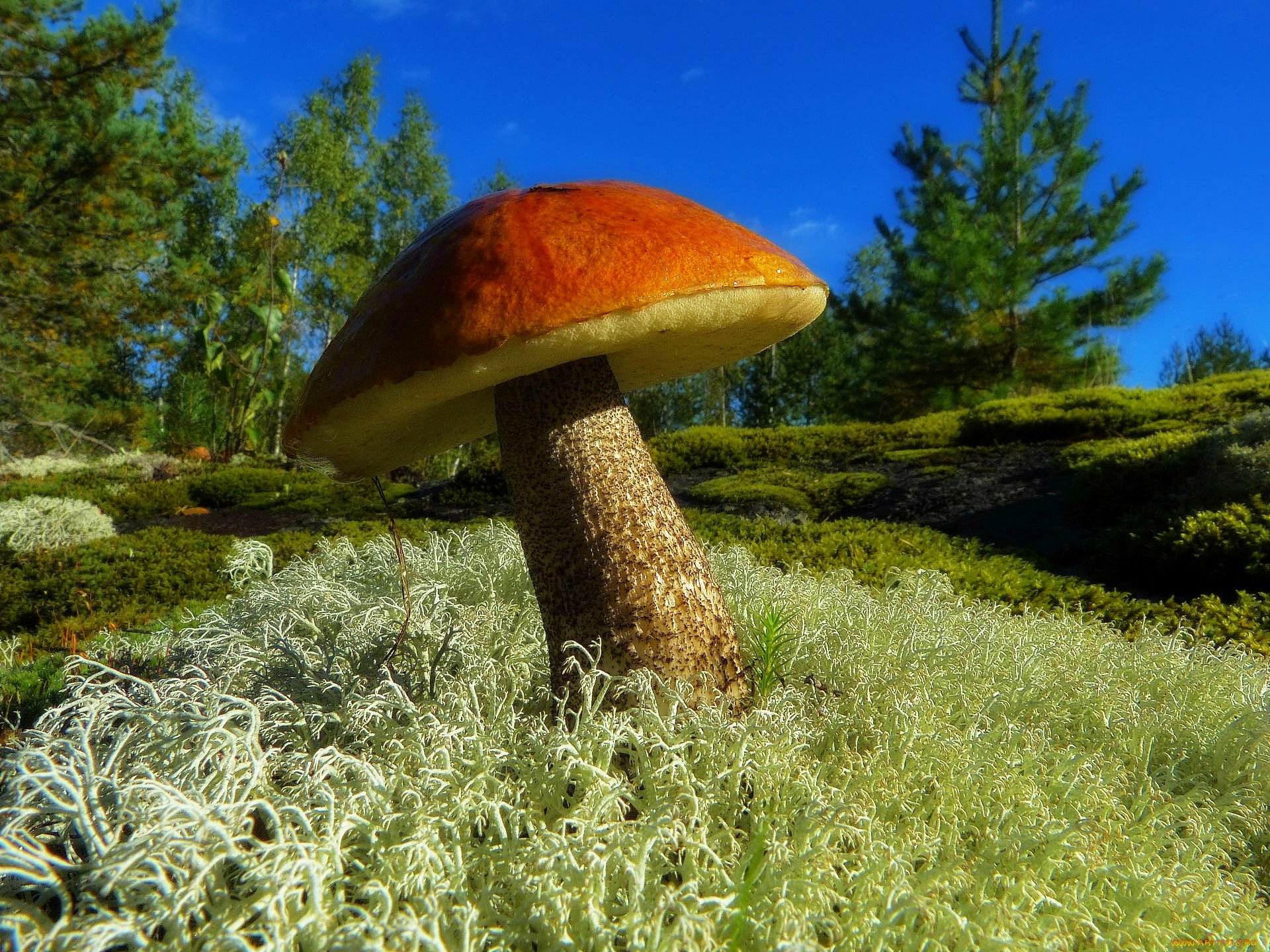 Мир природы грибы. Караканский Бор грибы. Гриб Армиллярия Мичиган. Самый большой гриб Боровик. Гигантские грибы.