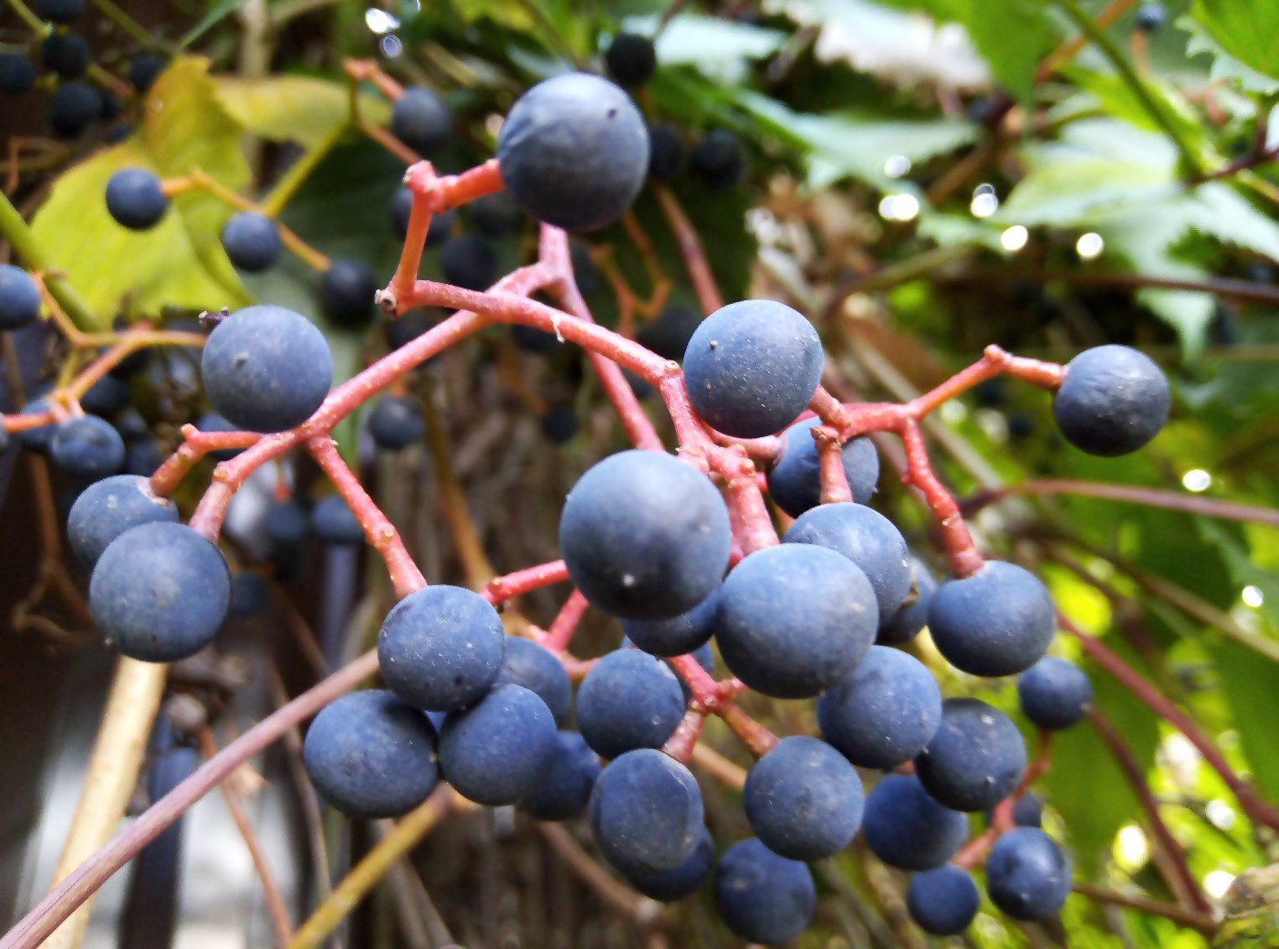 Ковид август. Дикий виноград ягоды. Лоза дикого винограда. Растение похожее на виноград. Ягода похожая на виноград.