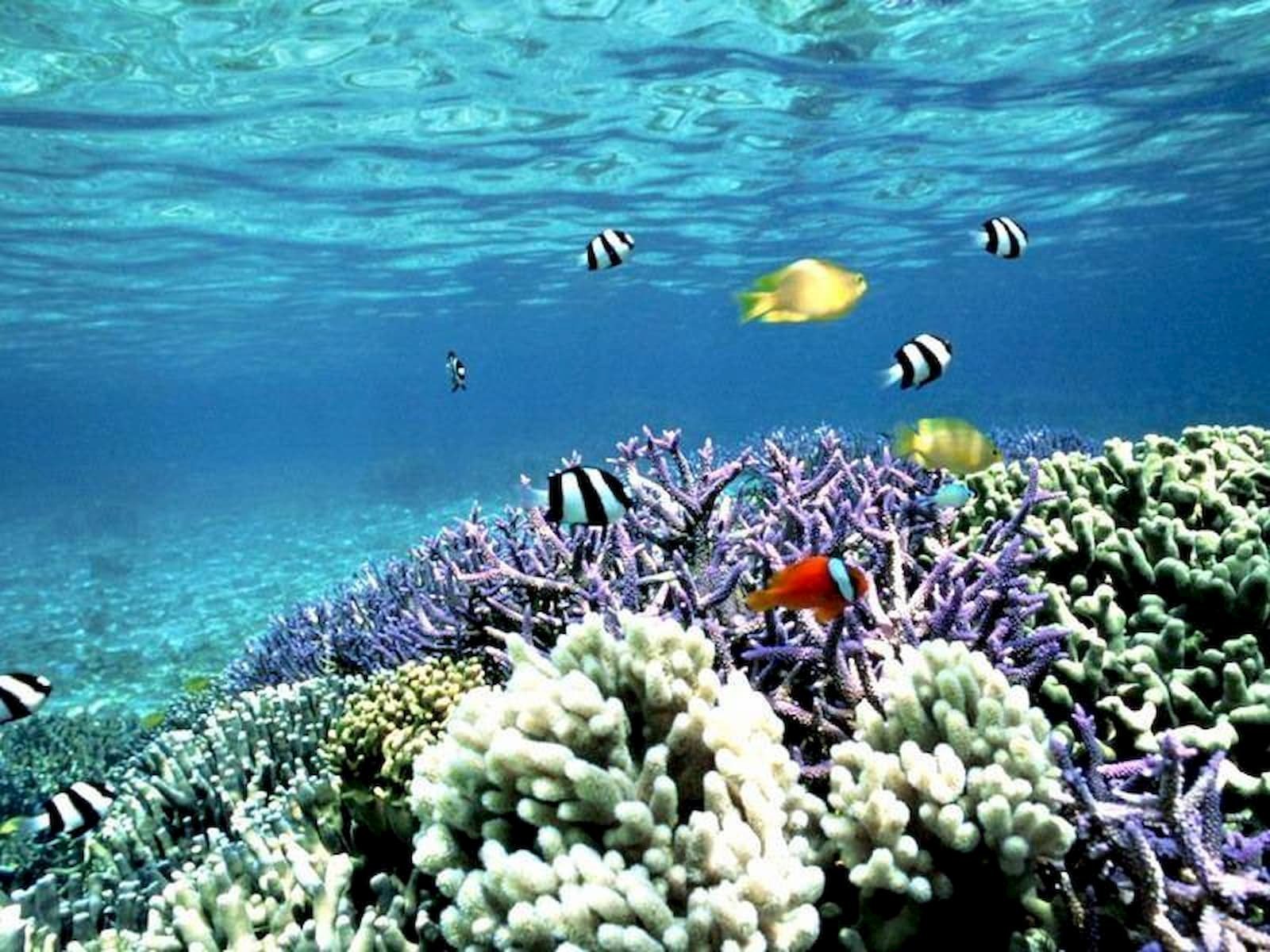 Жизнь морского океана. Коралловые рифы Средиземного моря. Эйлат коралловый риф. Кораллы Средиземного моря Турция. Подводный мир красного моря.