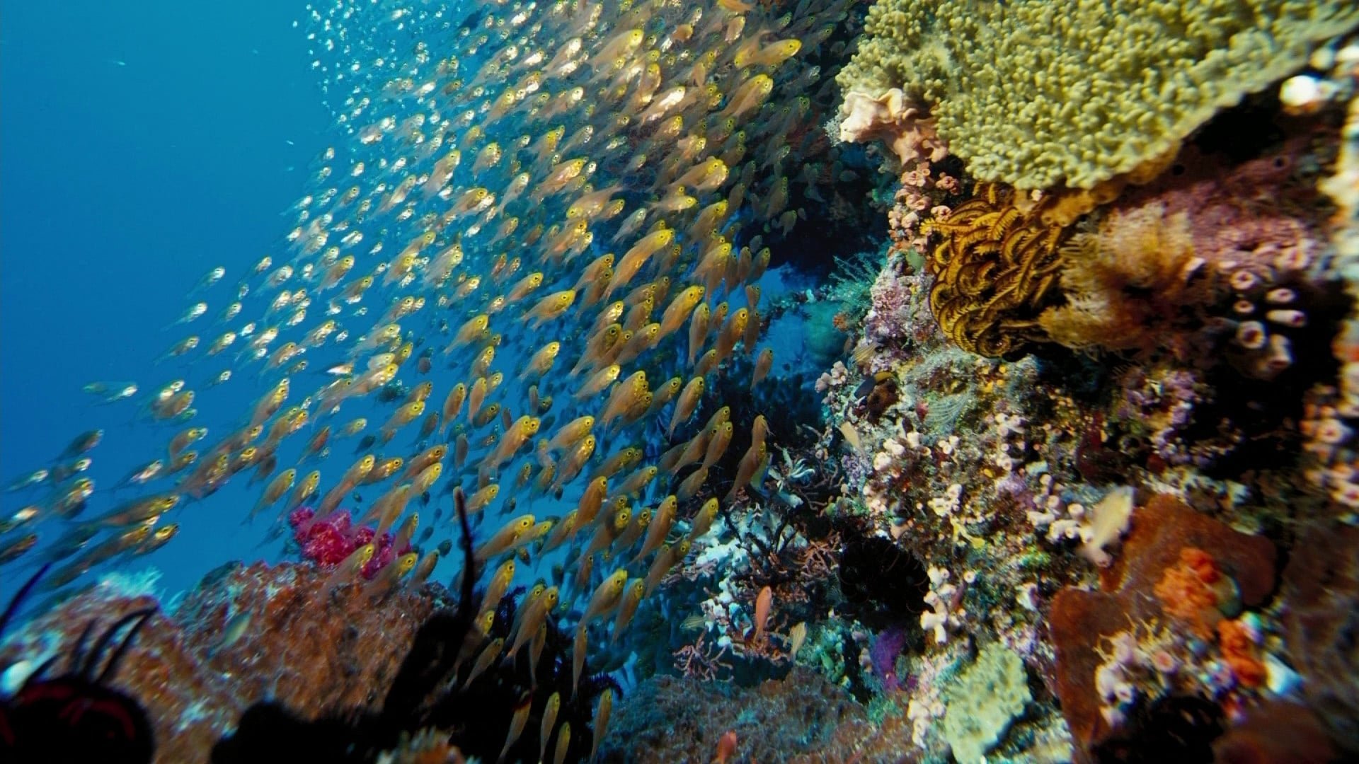 Что находится в воде рыбы. Подводный риф риф. Коралловые рифы красного моря. Подводный мир Балтийского моря. Морские глубины.