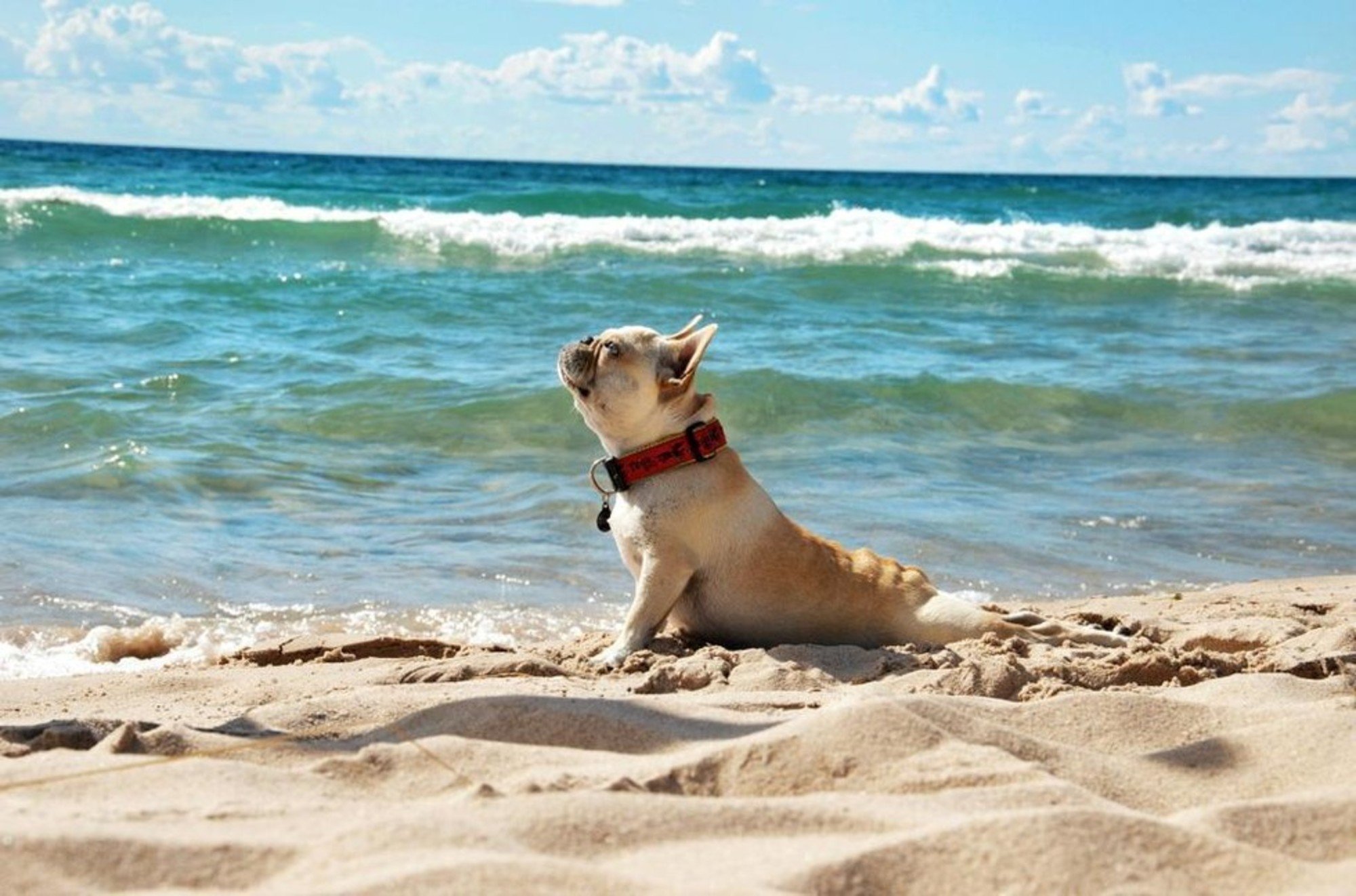 Отпуск. Собака на море. Собака на пляже. Собака лето море. Животные моря.