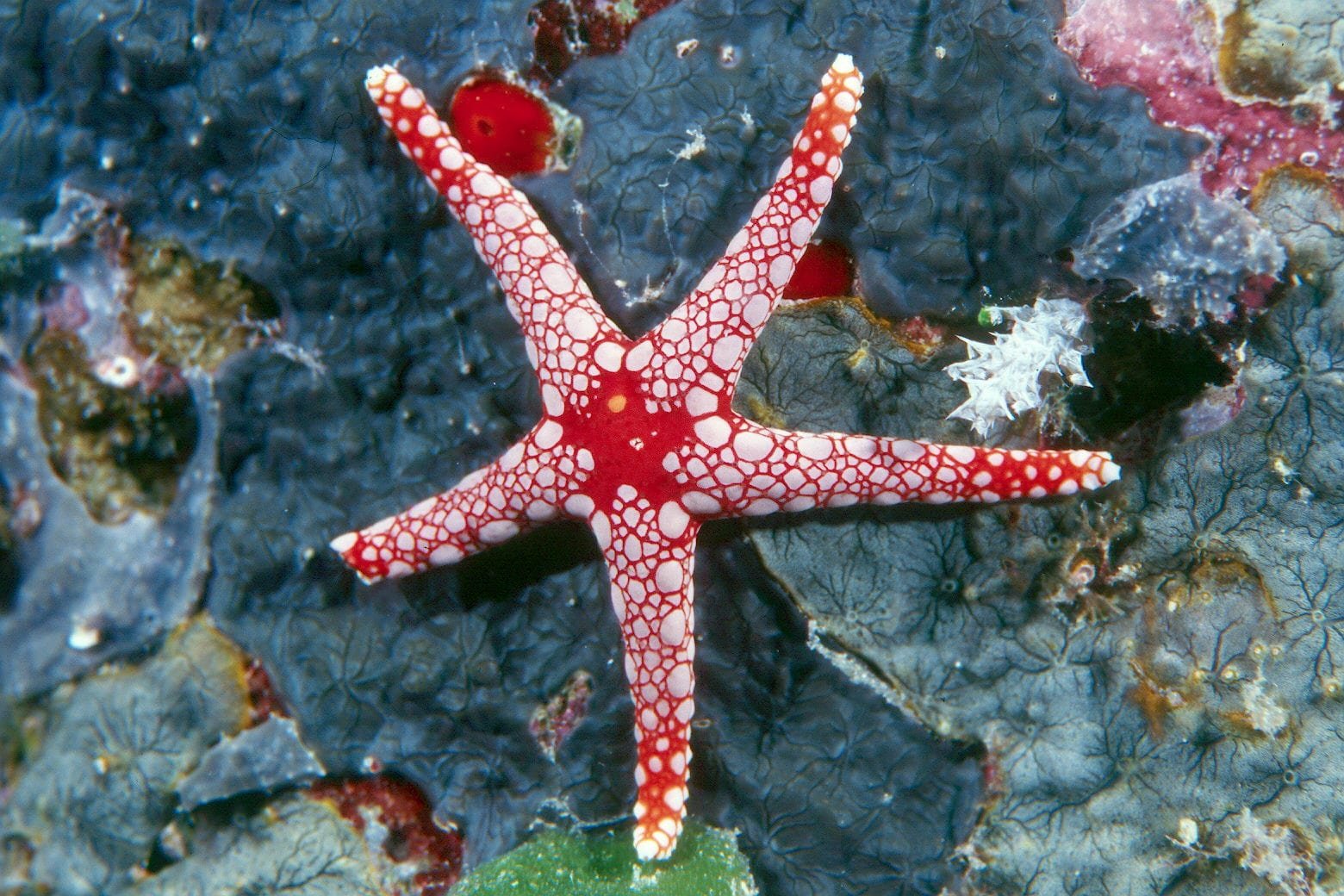 Кабардинка морская звезда. Иглокожие морские звезды. Морские обитатели морская звезда. Солястер морская звезда. Осьминог иглокожие.