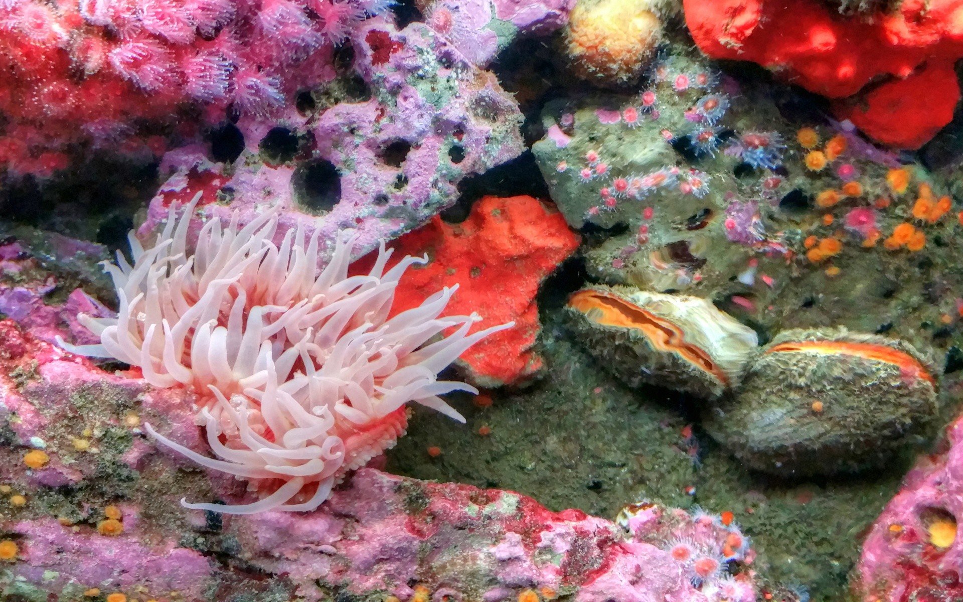 Губки моллюски. Кораллы и моллюски. Моллюски риф риф. Моллюски красного моря. Моллюски галиотисы Монерон.