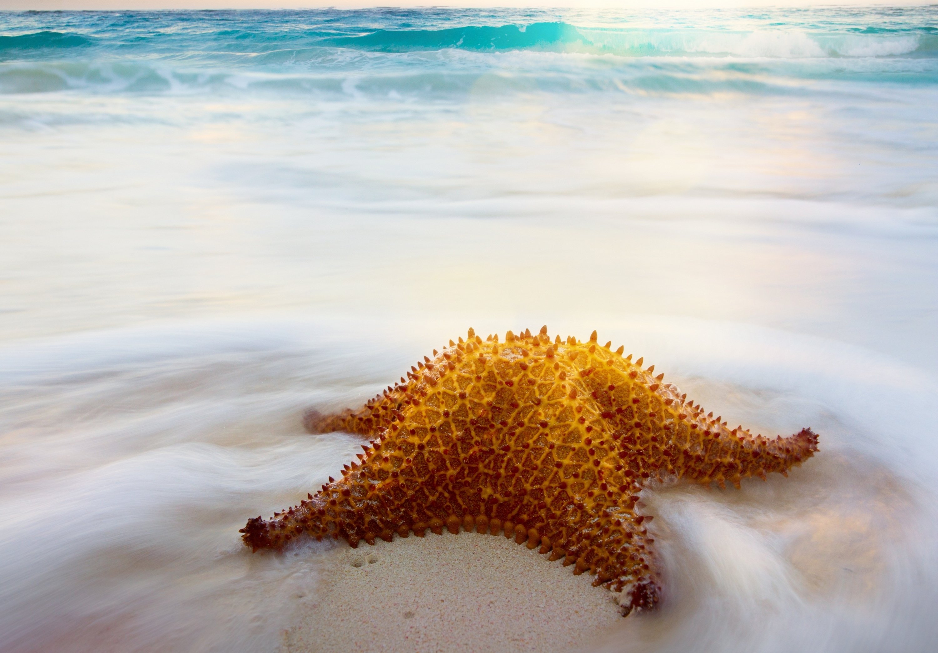 Морская звезда лежит. Морская звезда. Морская звезда на побережье. Морская звезда на пляже. Берег моря морские звезды.