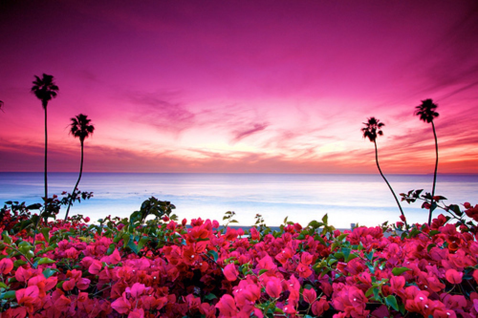 Яркие цветы на море. Розовый закат. Цветы море солнце. Цветы на берегу моря. Океан и цветы.