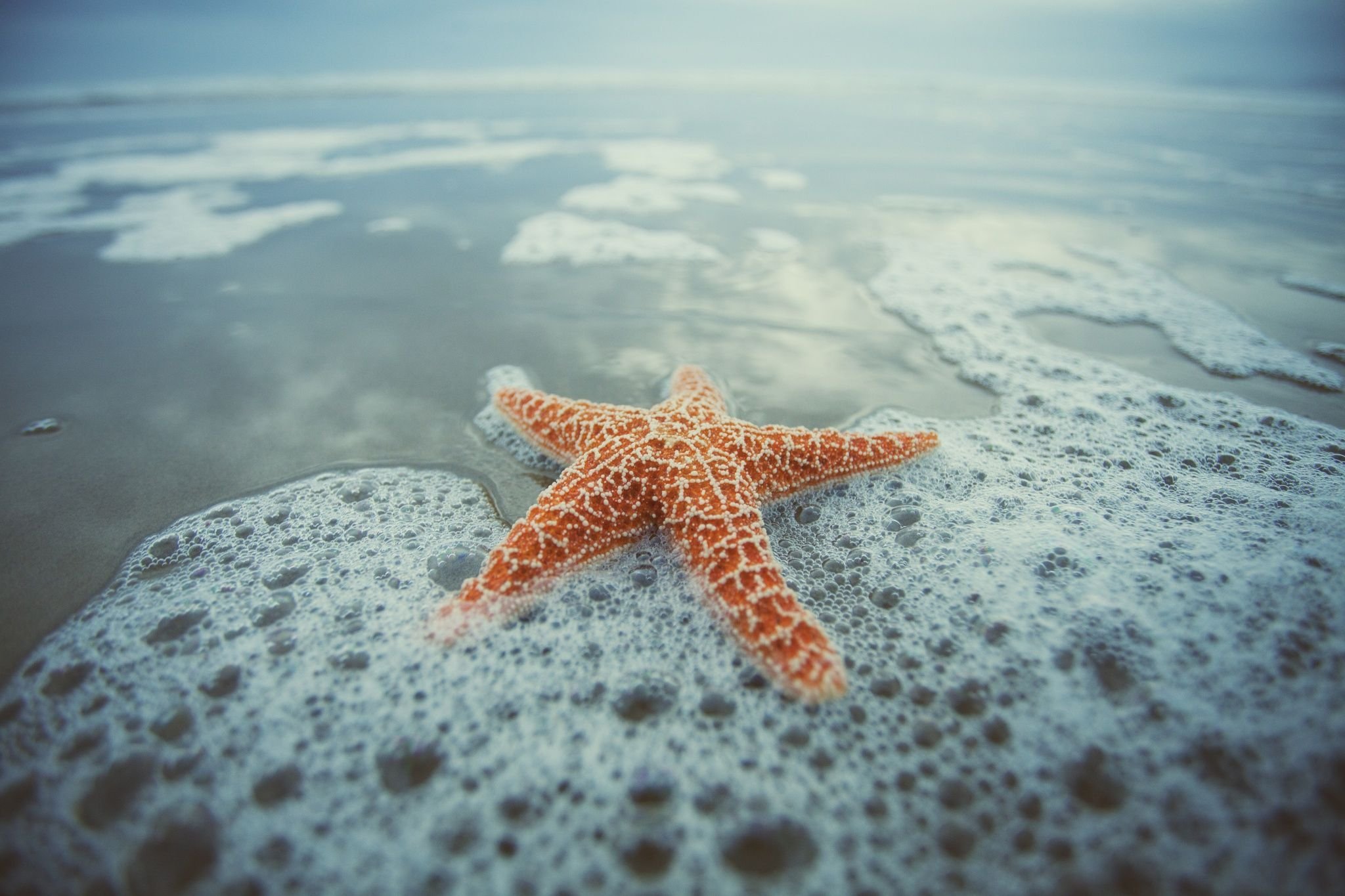Морская звезда лежит. Морская звезда. Морская звезда на берегу моря. Морская звезда на пляже. Морская звезда красивая.