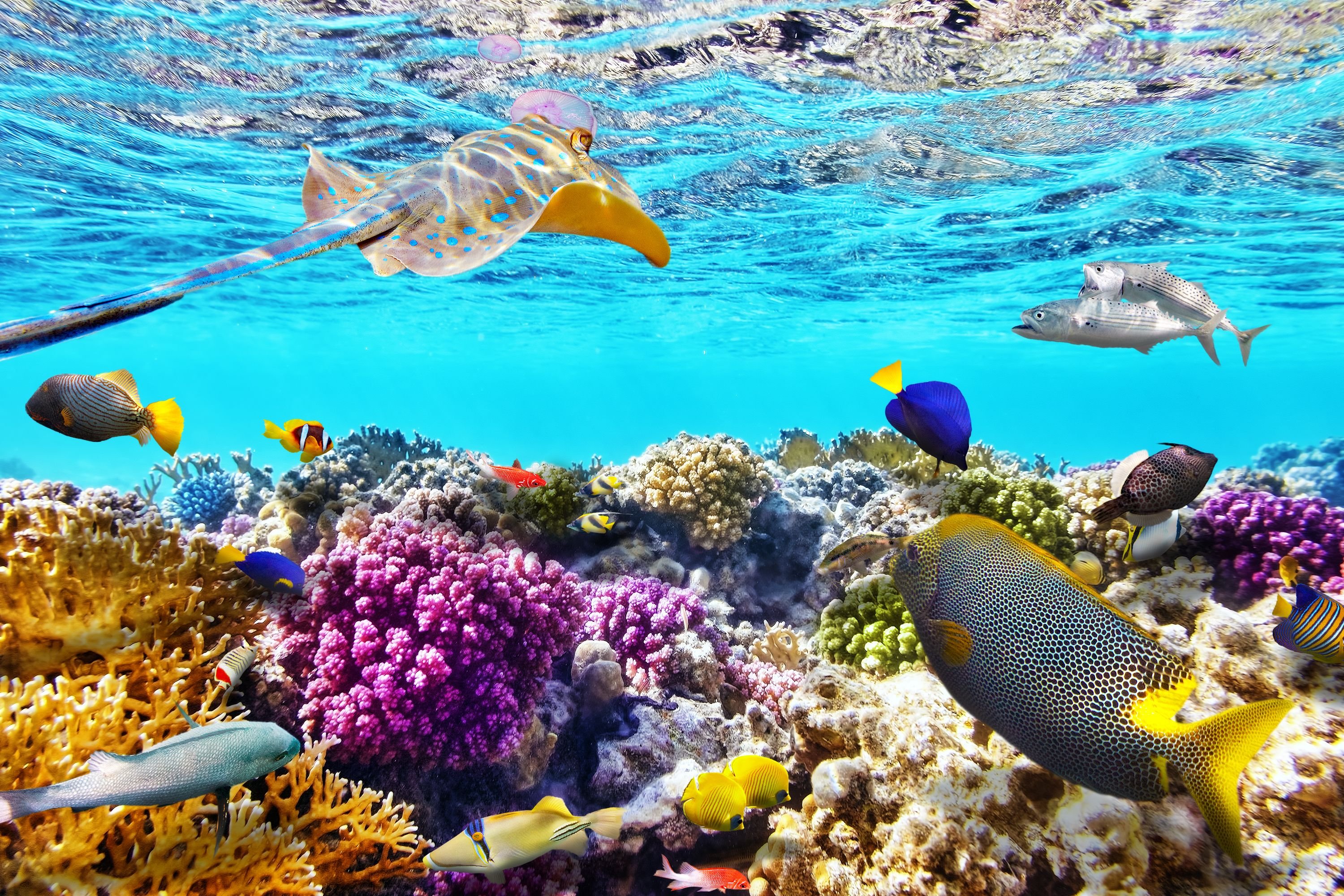 Обитатели кораллового рифа. Шарм-Эль-Шейх море. Риф Шарм-Эль-Шейх. Большой Барьерный риф Австралия подводный мир. Подводный мир Египта Шарм-Эль-Шейх.