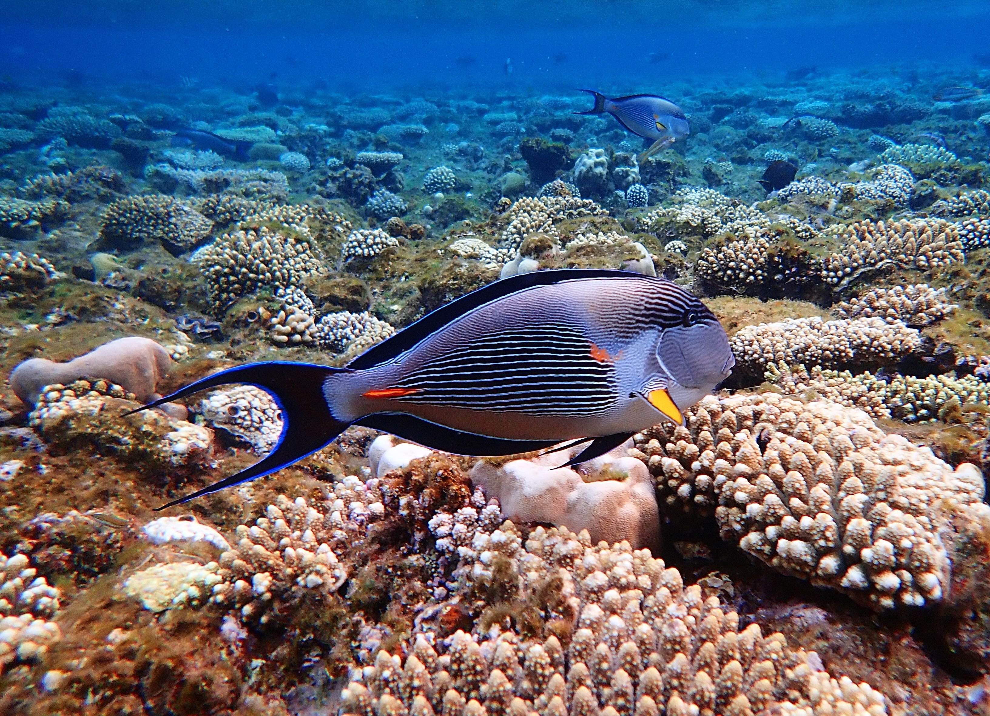 Красное море в шармаль Шейхе