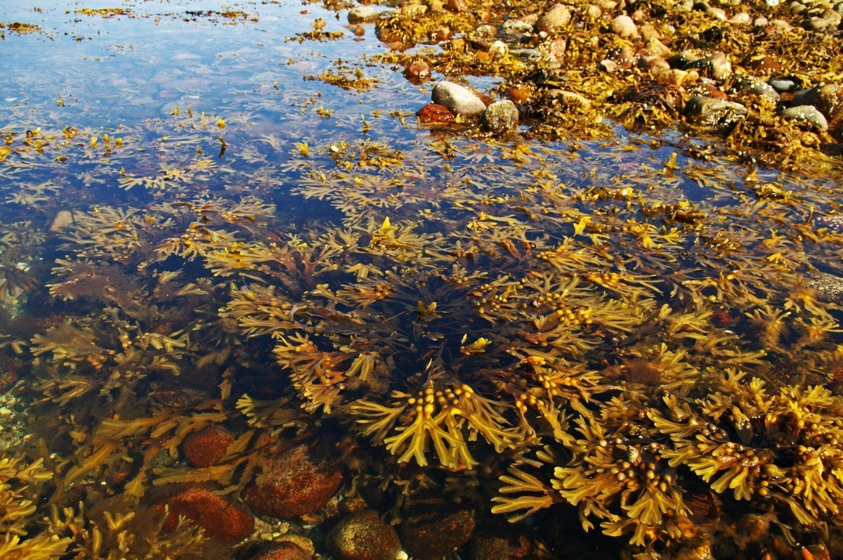 Водоросли саргассы фото