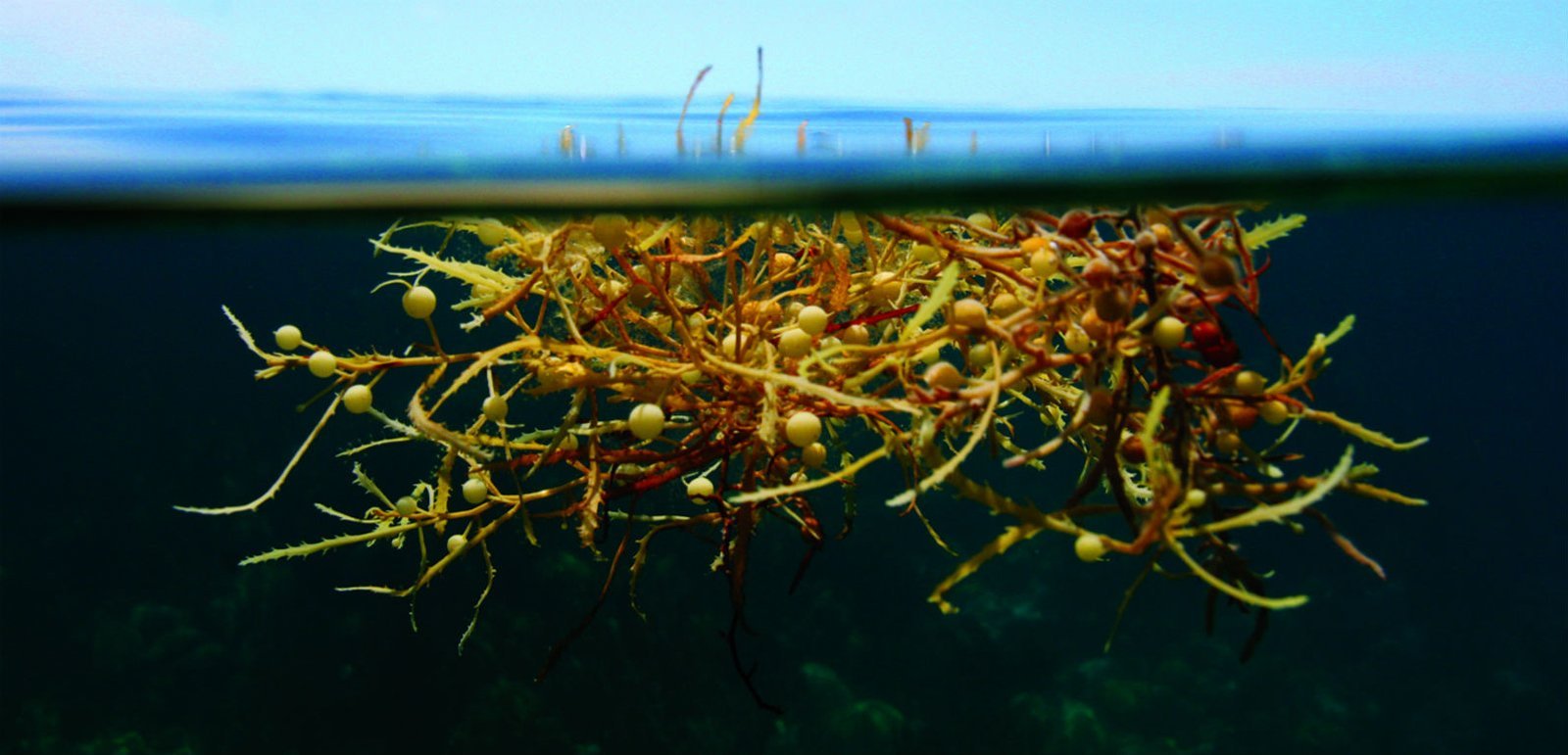 водоросли в саргассовом море