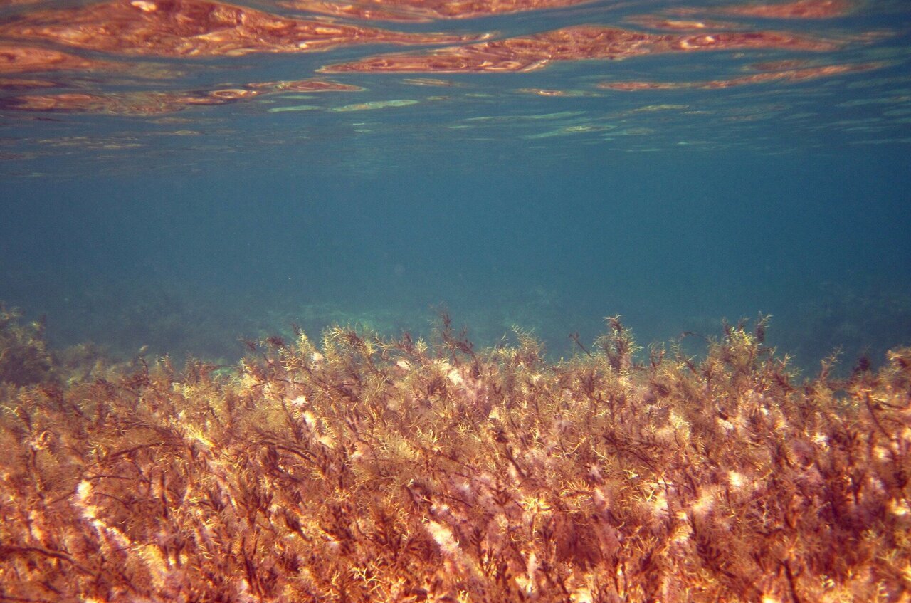 Бурые водоросли Средиземного моря