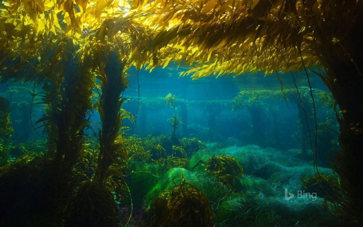 водоросли в саргассовом море