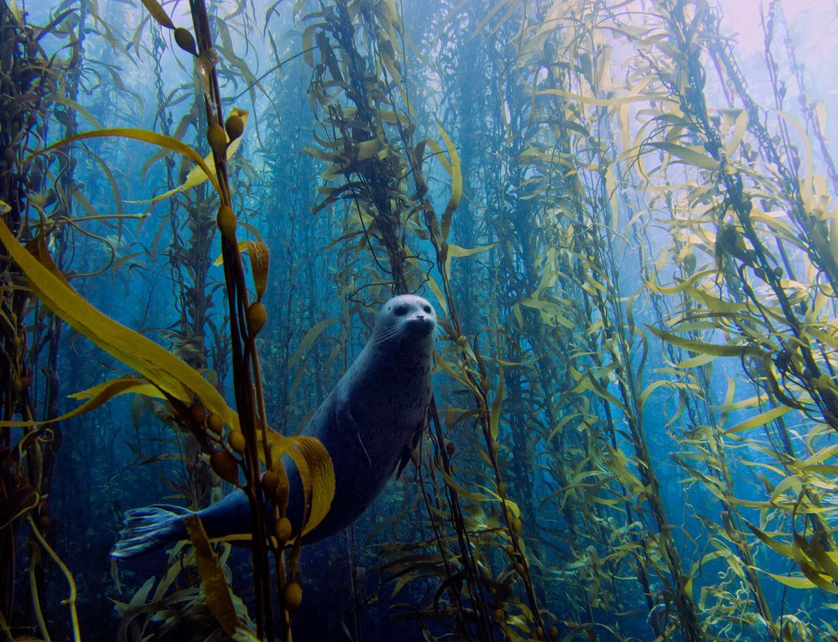 водоросли в саргассовом море