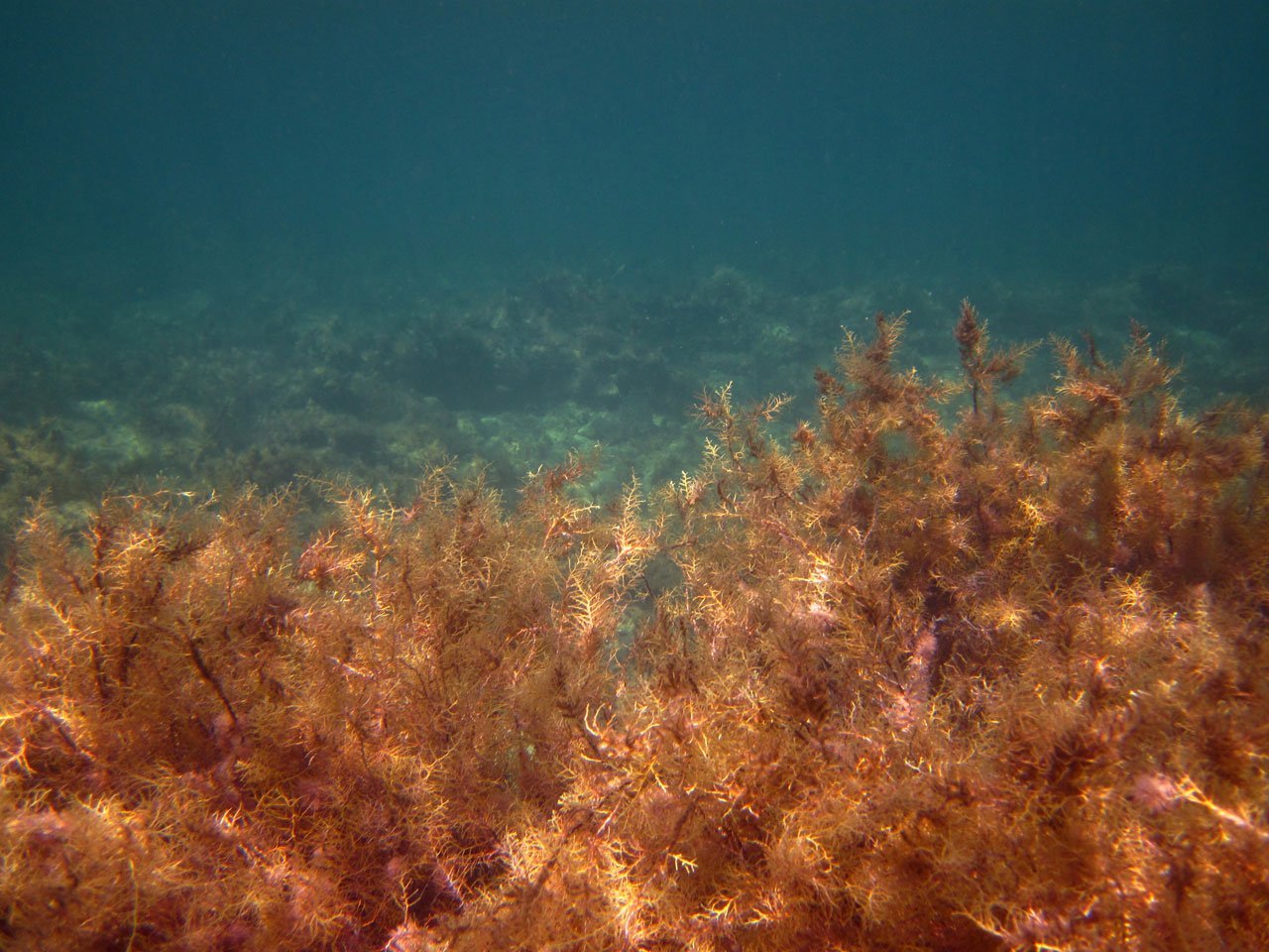 Водоросли на морском дне. Саргассово море водоросли. Саргассово море дно. Саргассово море ламинария.