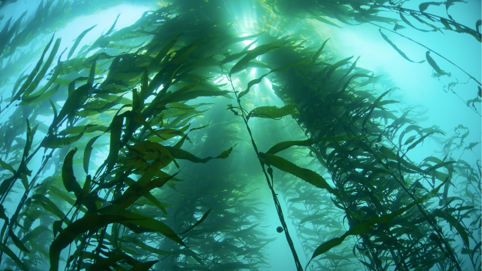 В воде рыбы водоросли. Водоросли келп ламинариевые. Водоросли морская капуста. Морские водоросли келп. Ламинария зеленая водоросль.