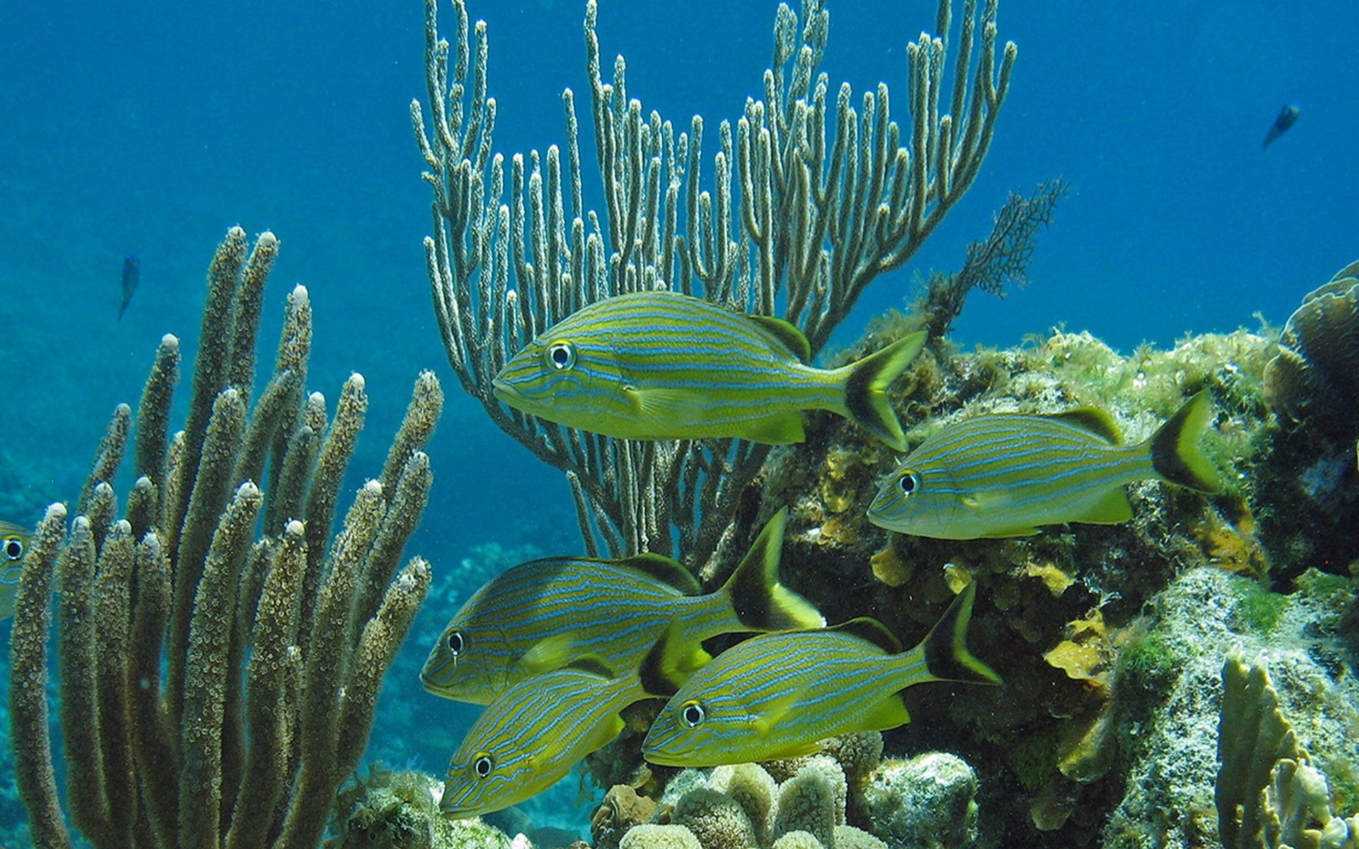 Животные и растение океанов и морей. Коралловые рифы Карибского моря. Барьерный риф Белиз. Атлантический океан коралловый риф. Карибы риф.