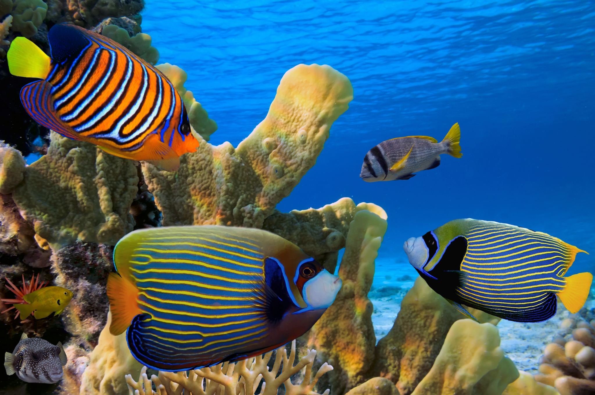 Риф с рыбками Египет