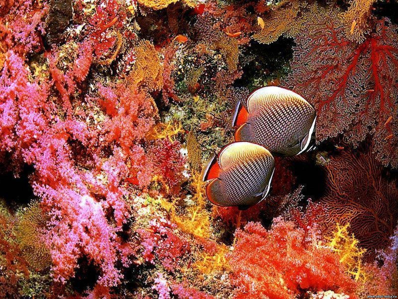 Коралловые обитатели. Бабочка пакистанская краснохвостая. Рыба бабочка коралл коралловое море. Жители рифов коралловых красное море. Подводный риф риф.