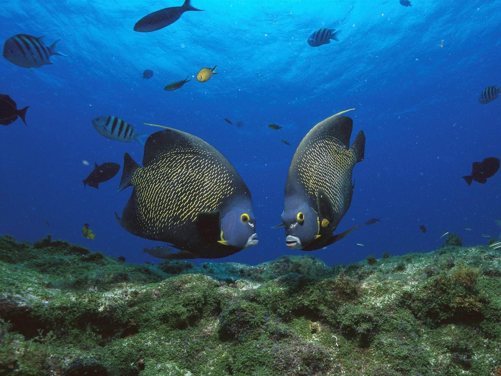 Live more fish. Pomacanthus xanthometopon. Морские рыбки. Рыбы в океане. Подводный мир океана.