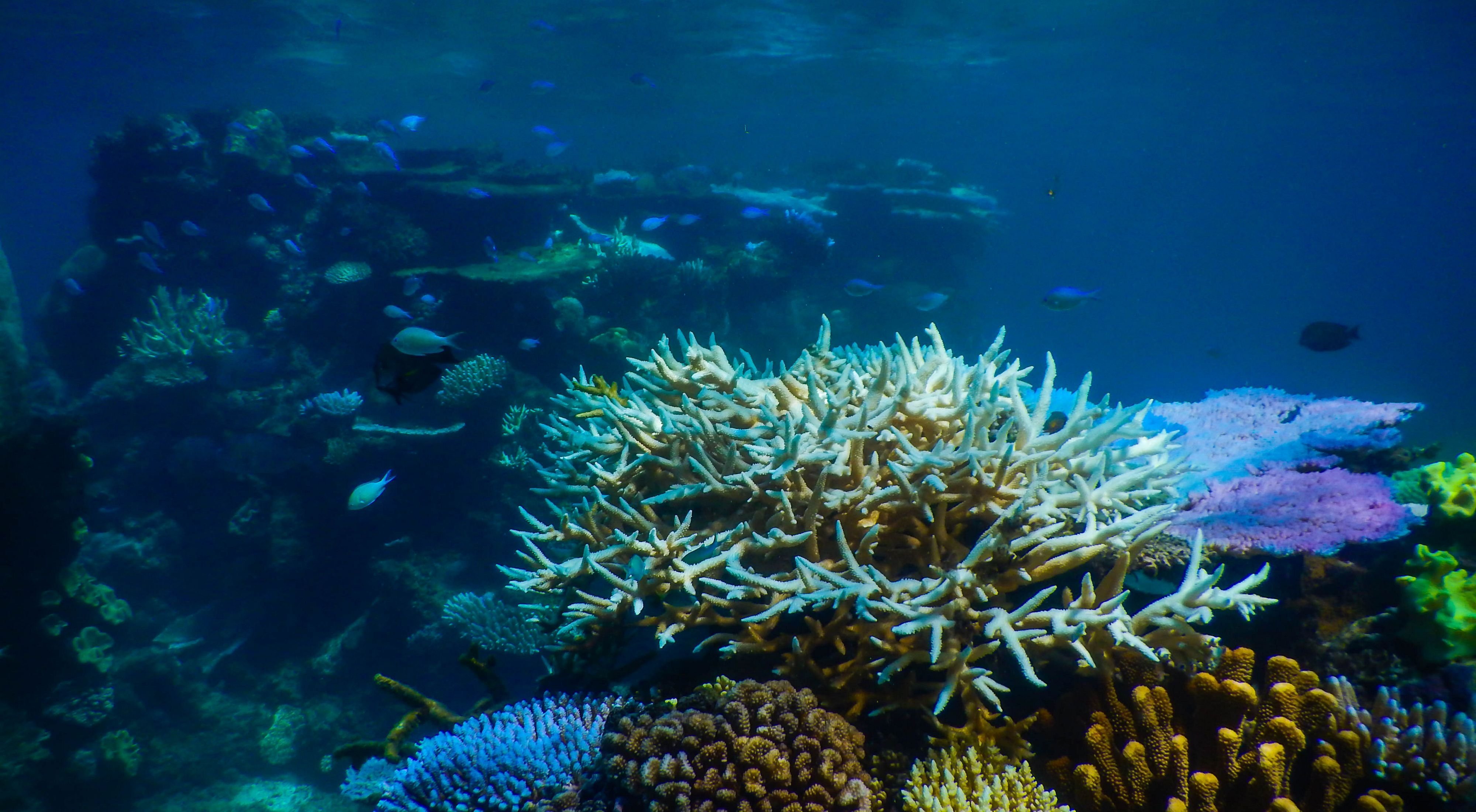 Морской мир кратко. Барьерный риф в тихом океане. Большой коралловый риф Тихого океана. Большой Барьерный риф фауна.