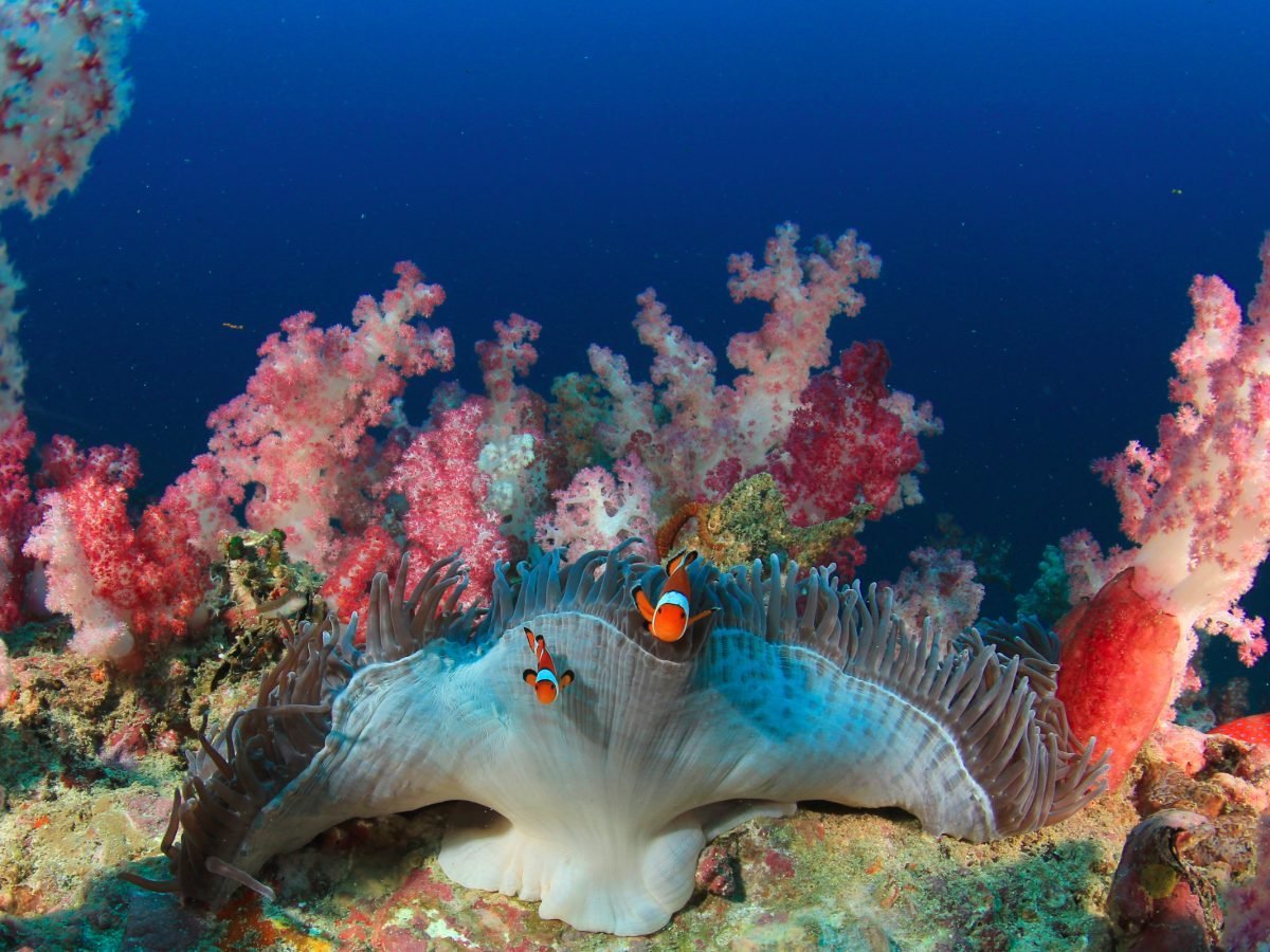 Коралловый риф в Австралии