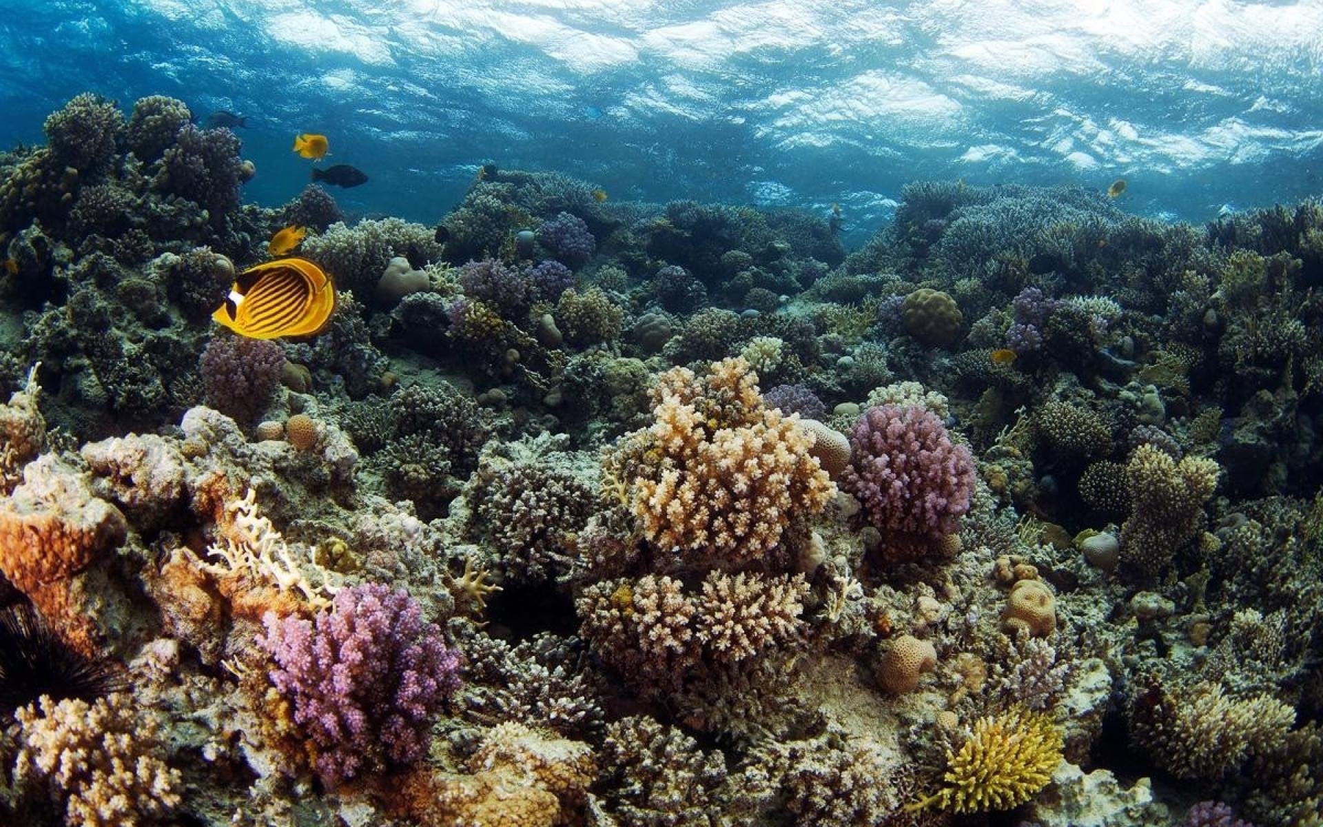 Сообщение растительный мир в океане. Астролябский риф Фиджи. Кораллы Средиземного моря. Средиземное море рифы. Коралловые рифы Средиземного моря.