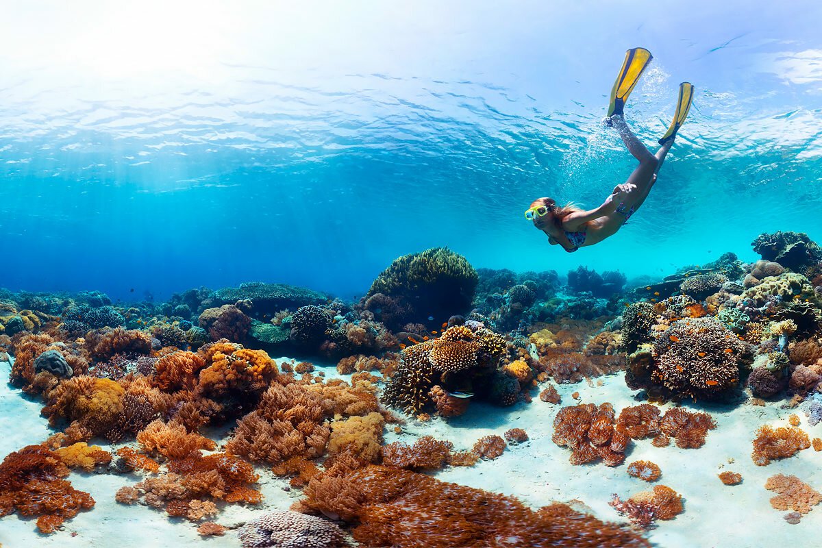 Коралловые рифы красное море снорклинг