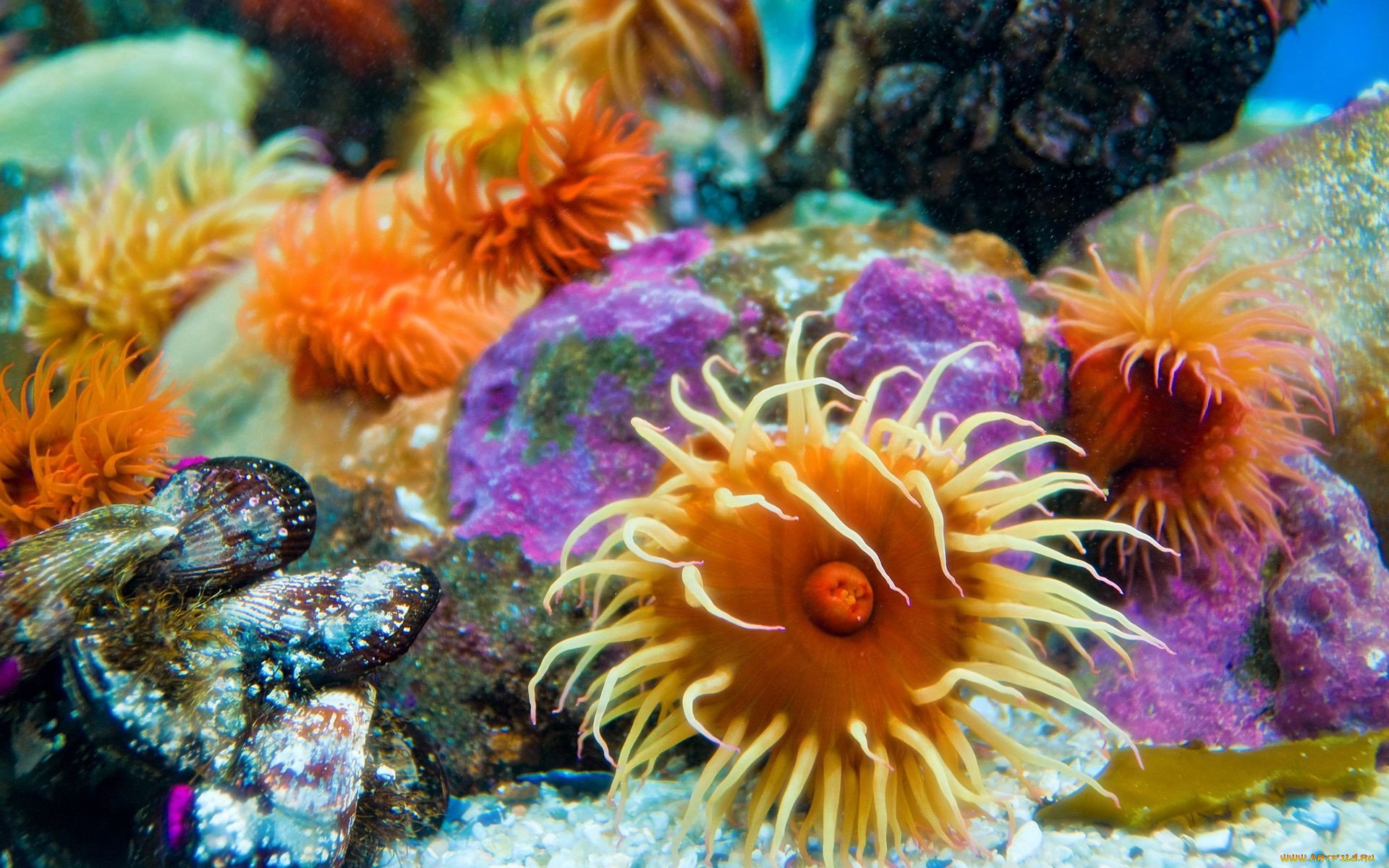 Бентосные организмы это. Анемоны бентос. Кораллы бентос. Актиния Клубничная. Морской бентос.