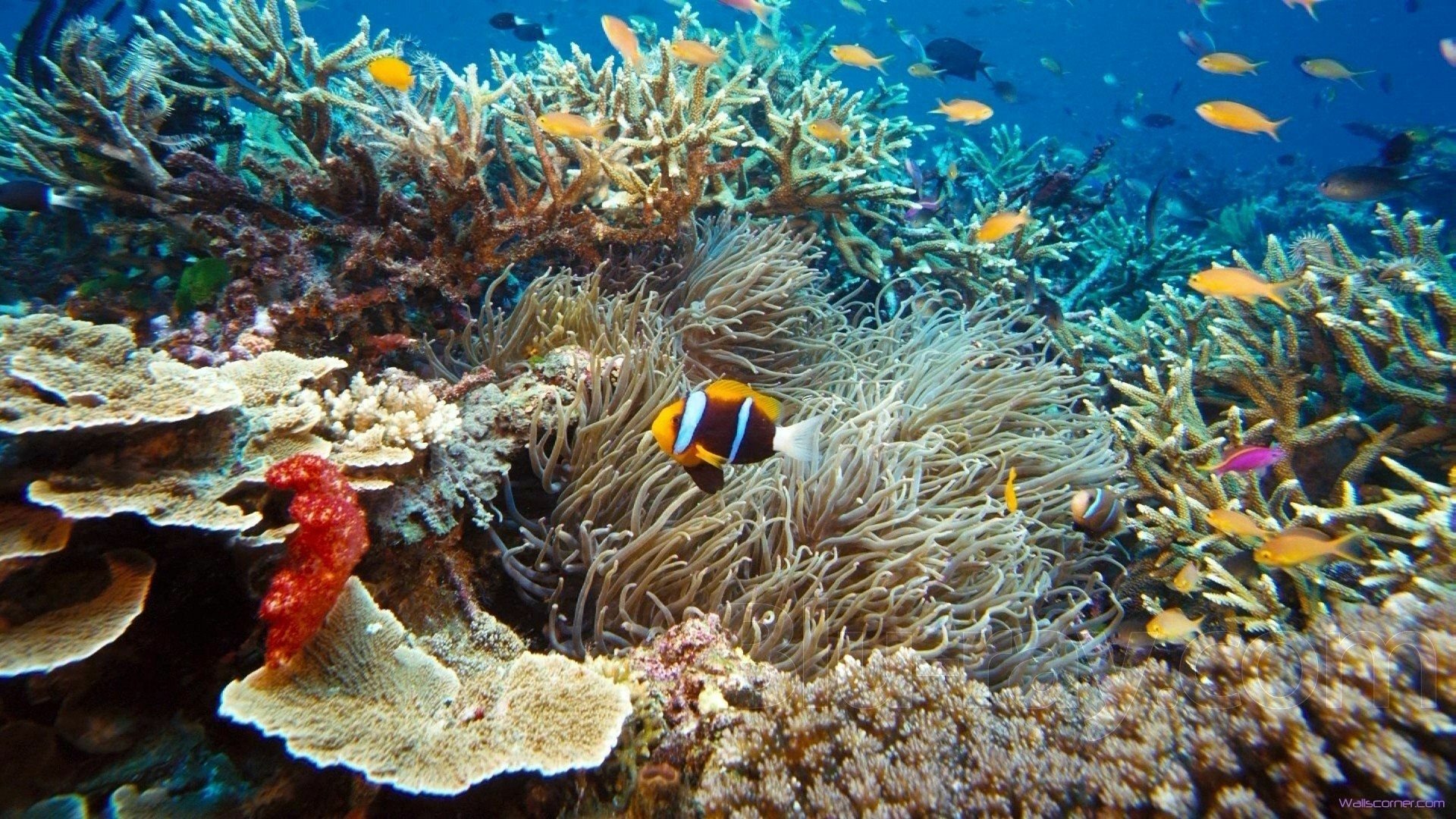 Карибское море подводный мир