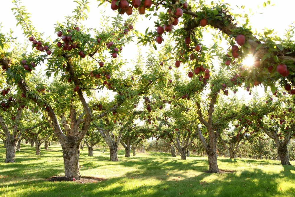 Агроценоз яблоневого сада