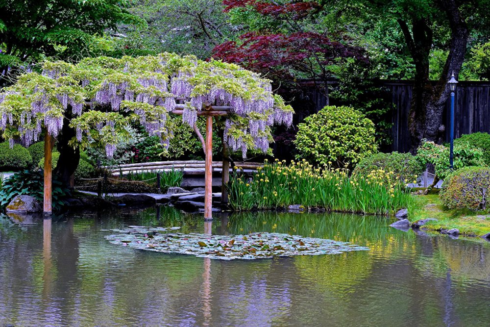 Японские сады глицинии