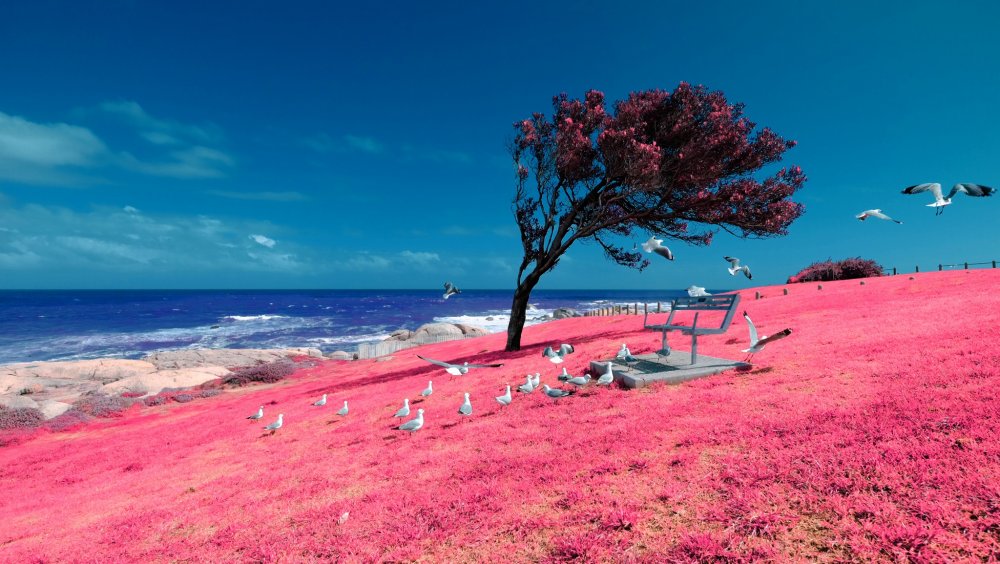 Розовый пляж на Харбор-Айленд