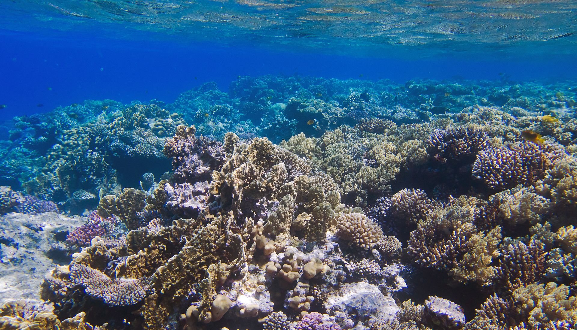 Фото красное море подводный мир